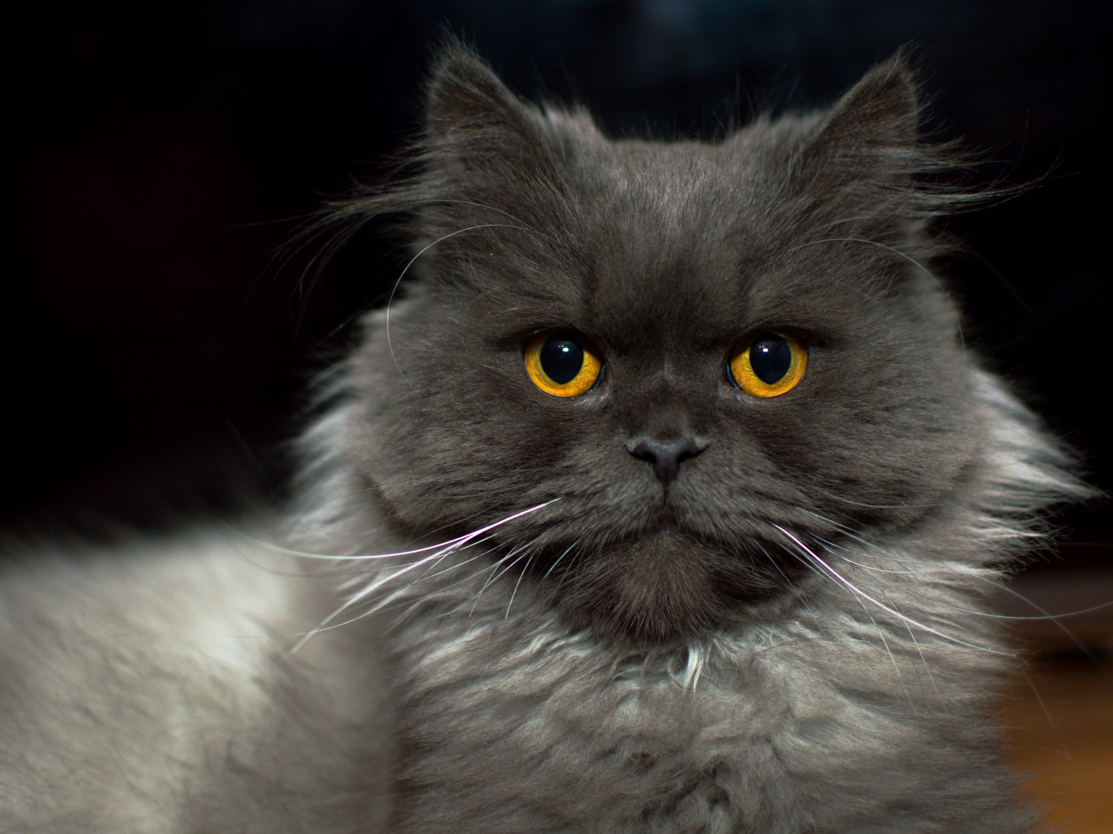 Большой пушистый породистый кот с желтыми глазами 