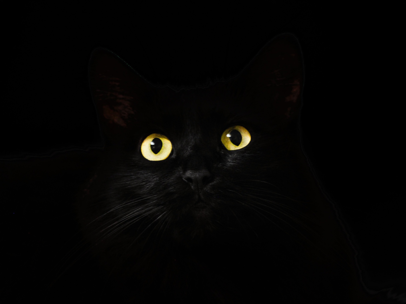 Большие желтые глаза кошки на черном фоне
