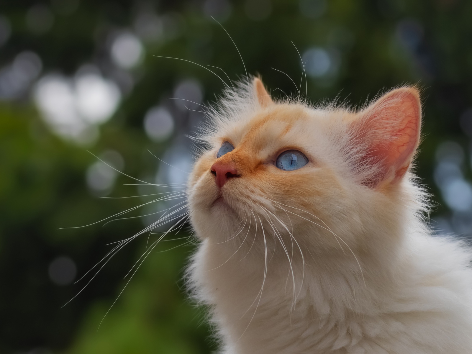 Голубоглазая рыжая кошка с длинными усами