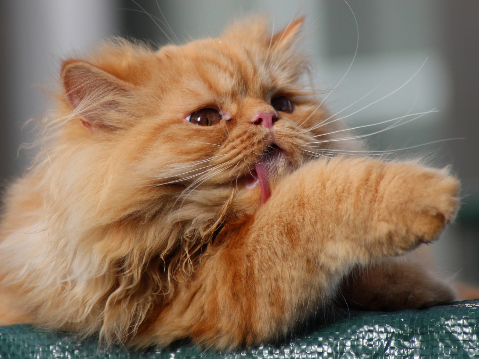 Пушистый рыжий кот облизывает лапу