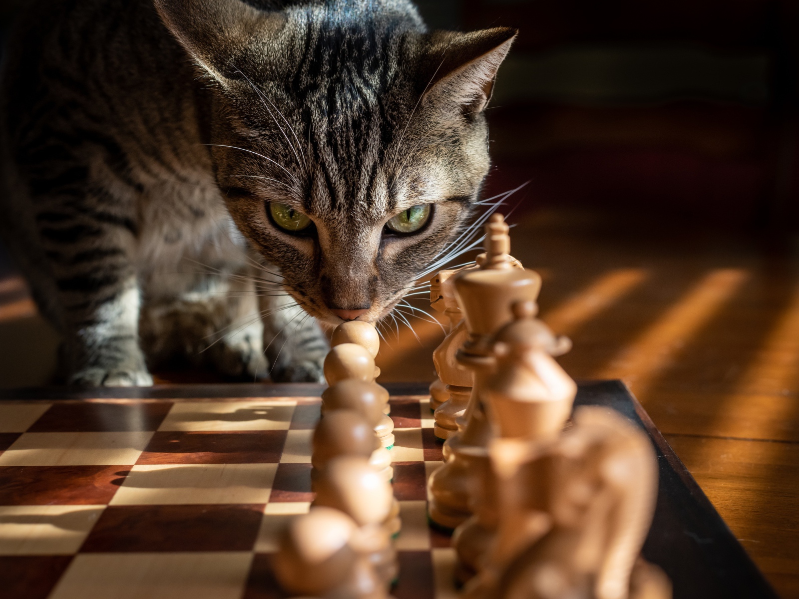 Gray cat sniffing chess
