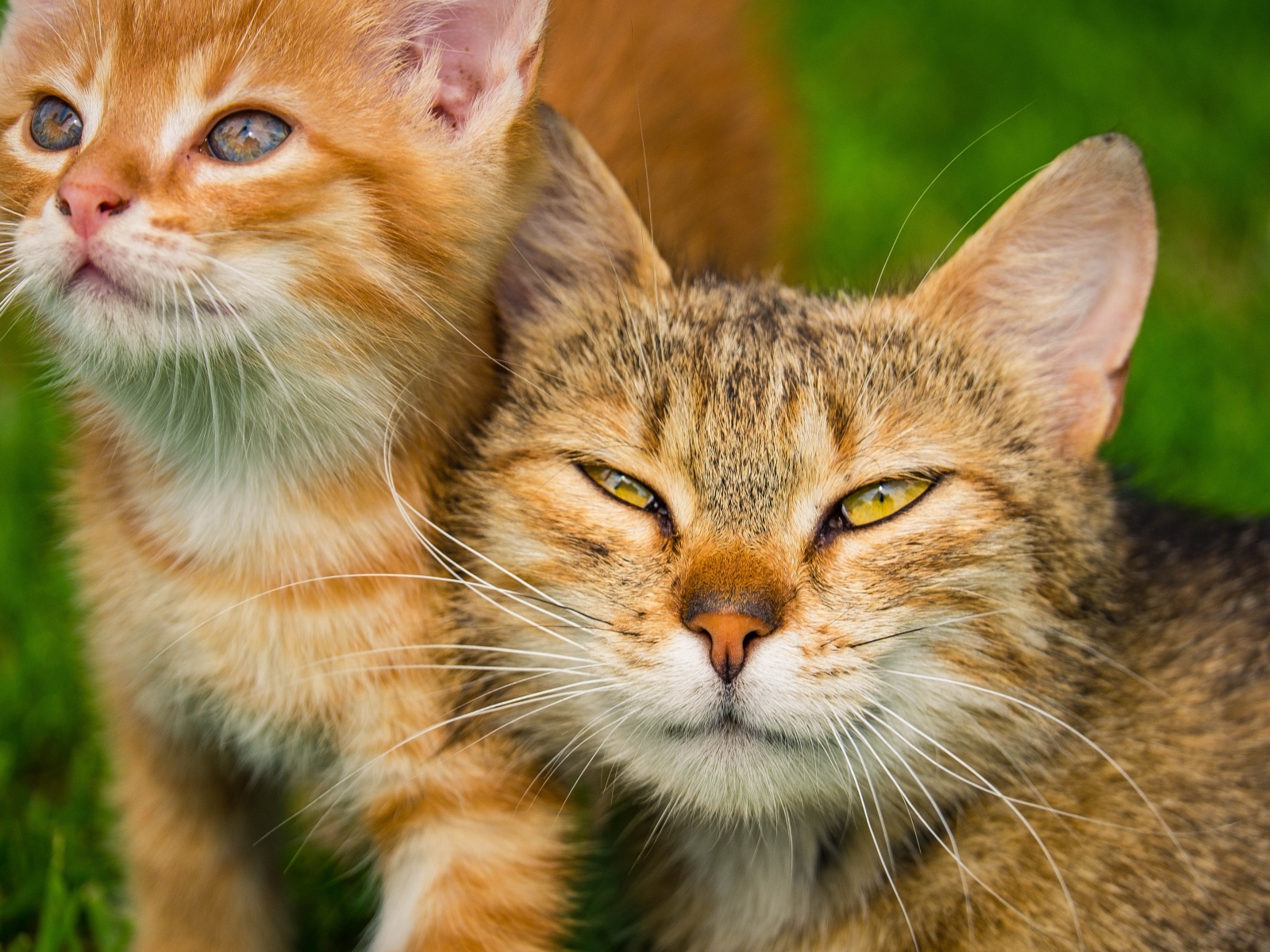 Серая кошка с рыжим котенком