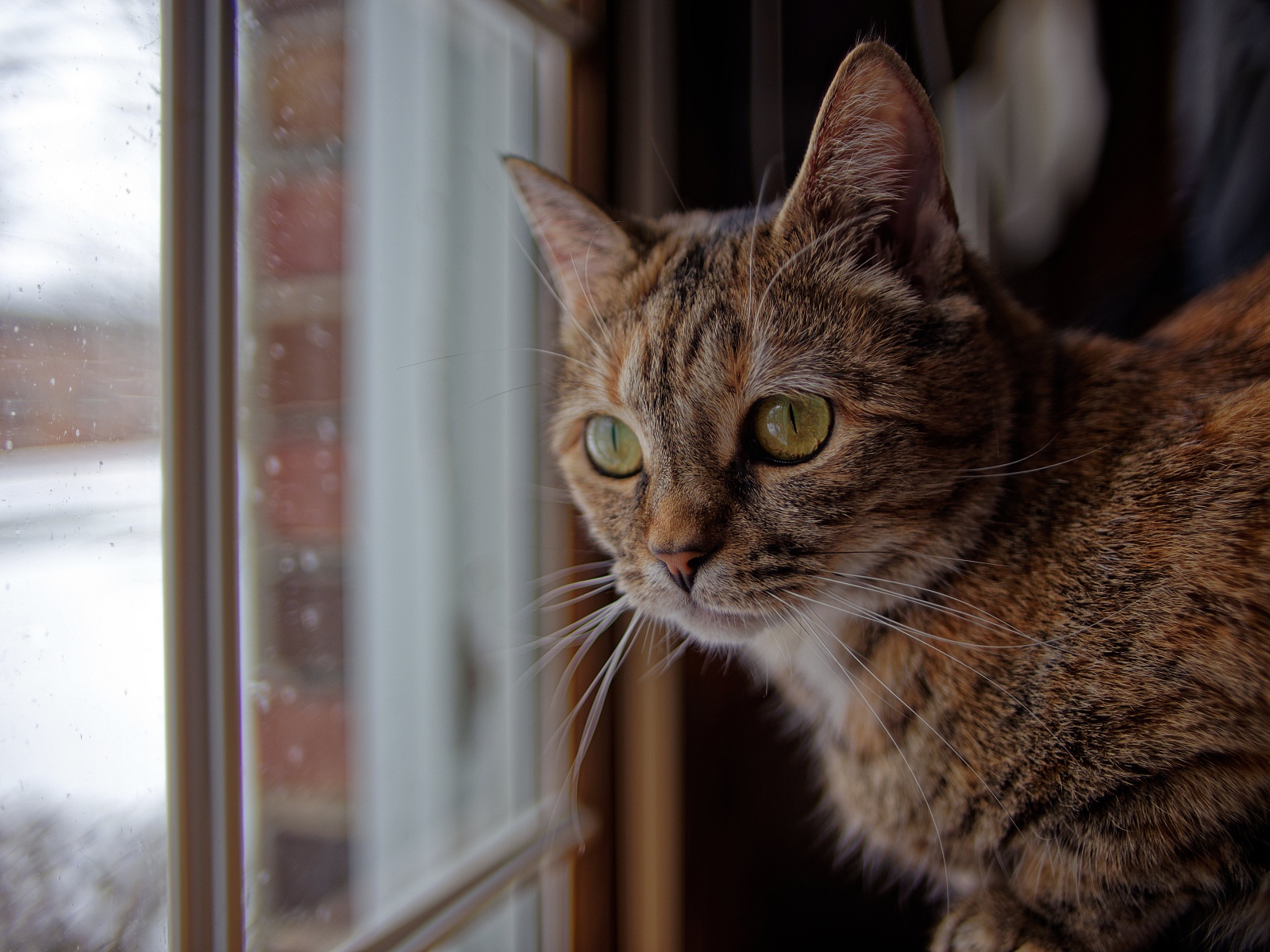 Серый домашний кот смотрит в окно