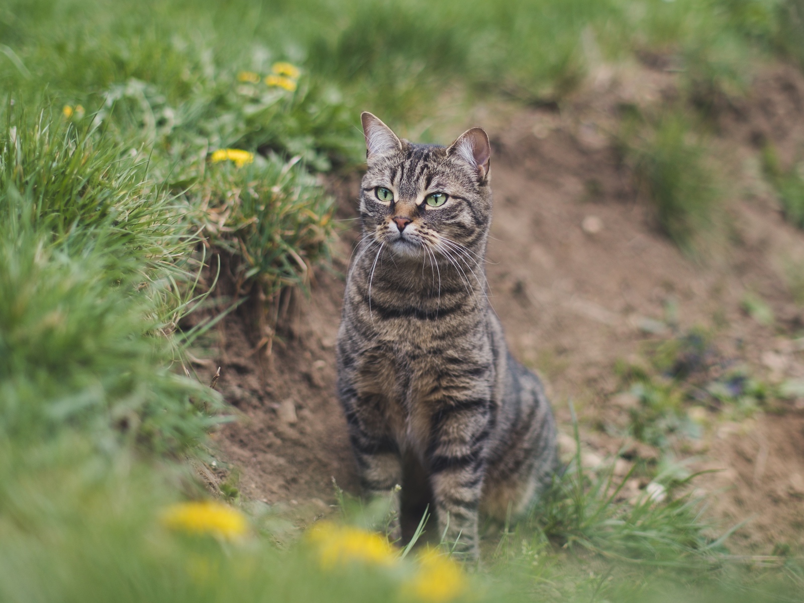 Серый полосатый кот охотится в зеленой траве 