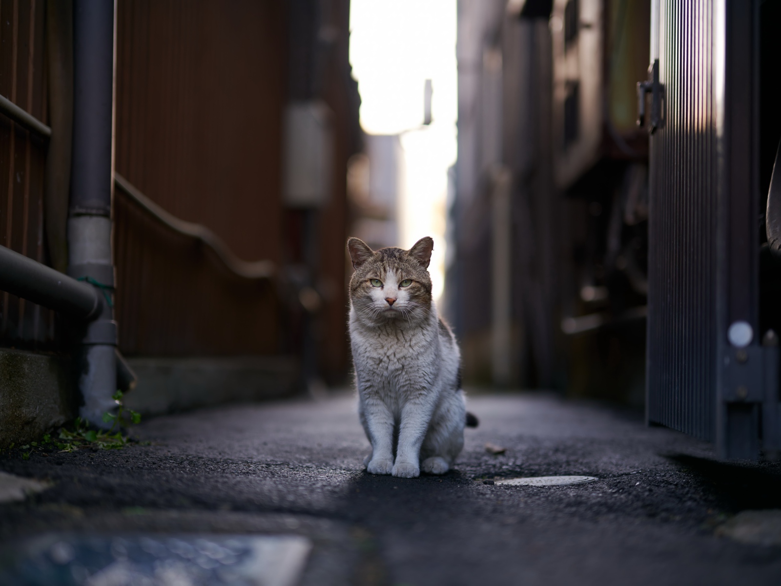 Бездомный кот сидит на улице