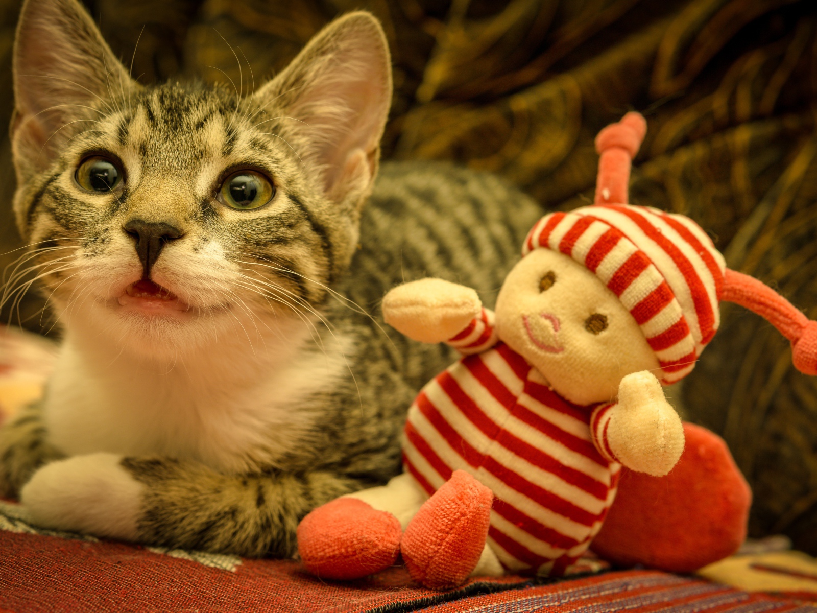 Маленький серый котенок с игрушкой