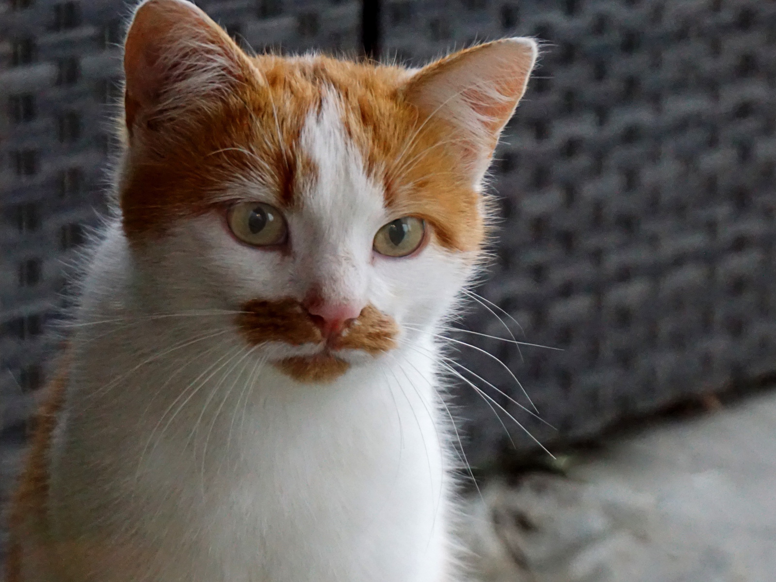 Рыжий с белым кот сидит на диване 