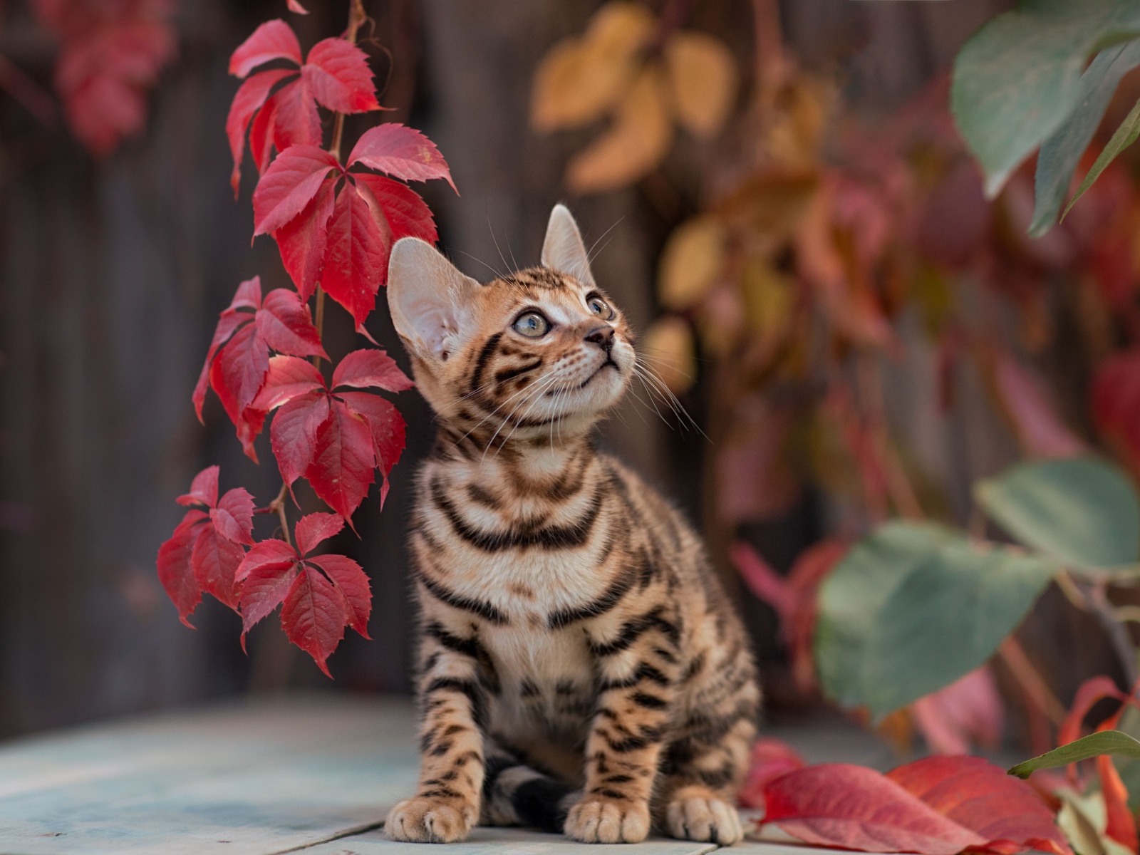 Маленький полосатый котенок с красными листьями