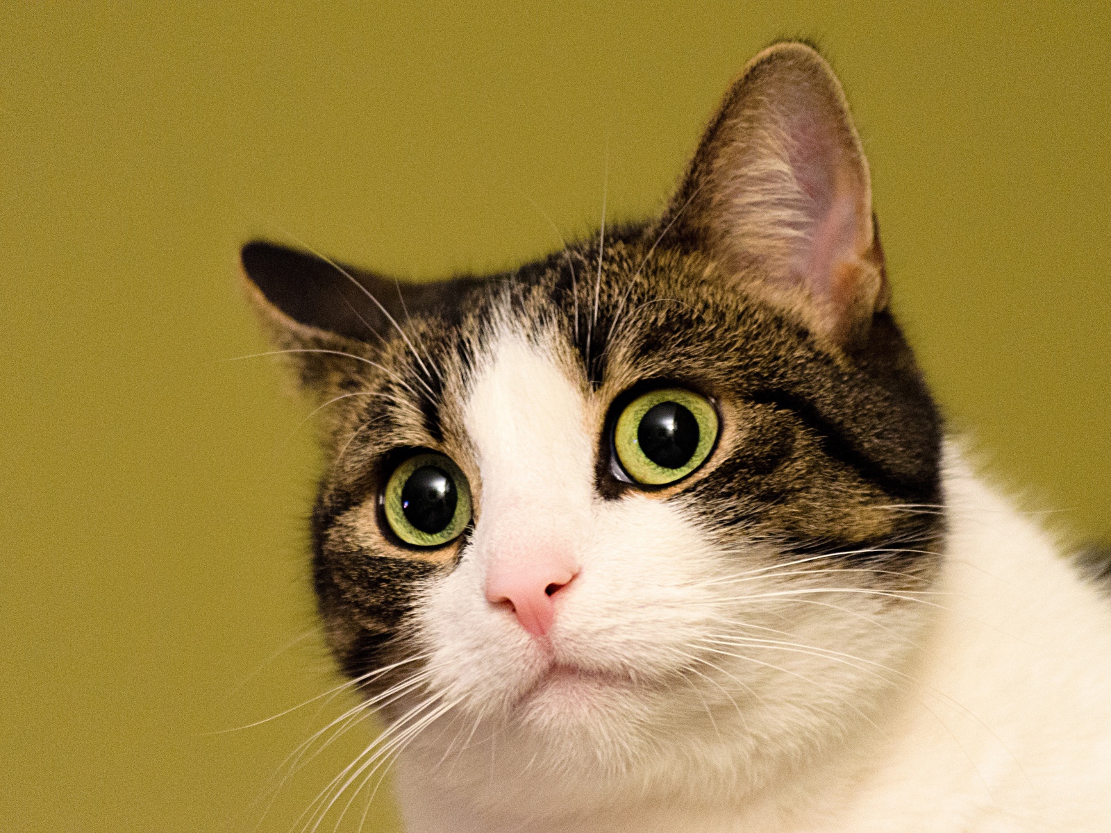 Удивленный кот на желтом фоне 