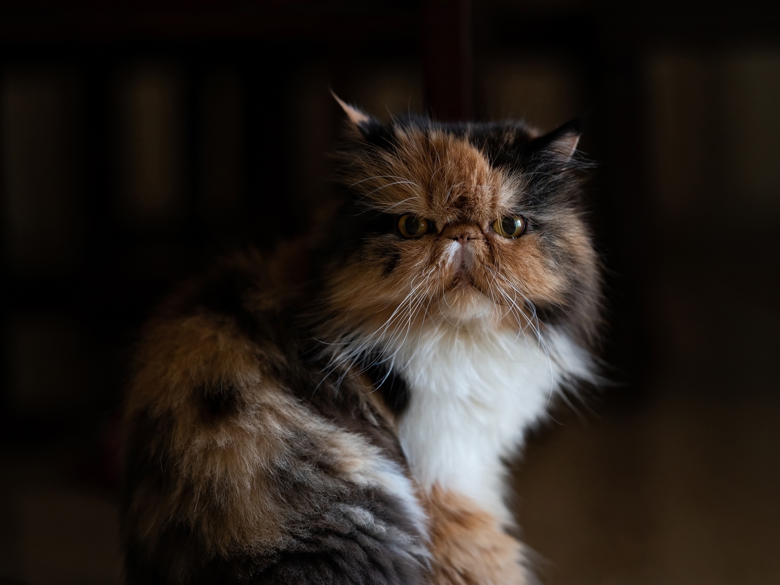 Трехцветная персидская кошка