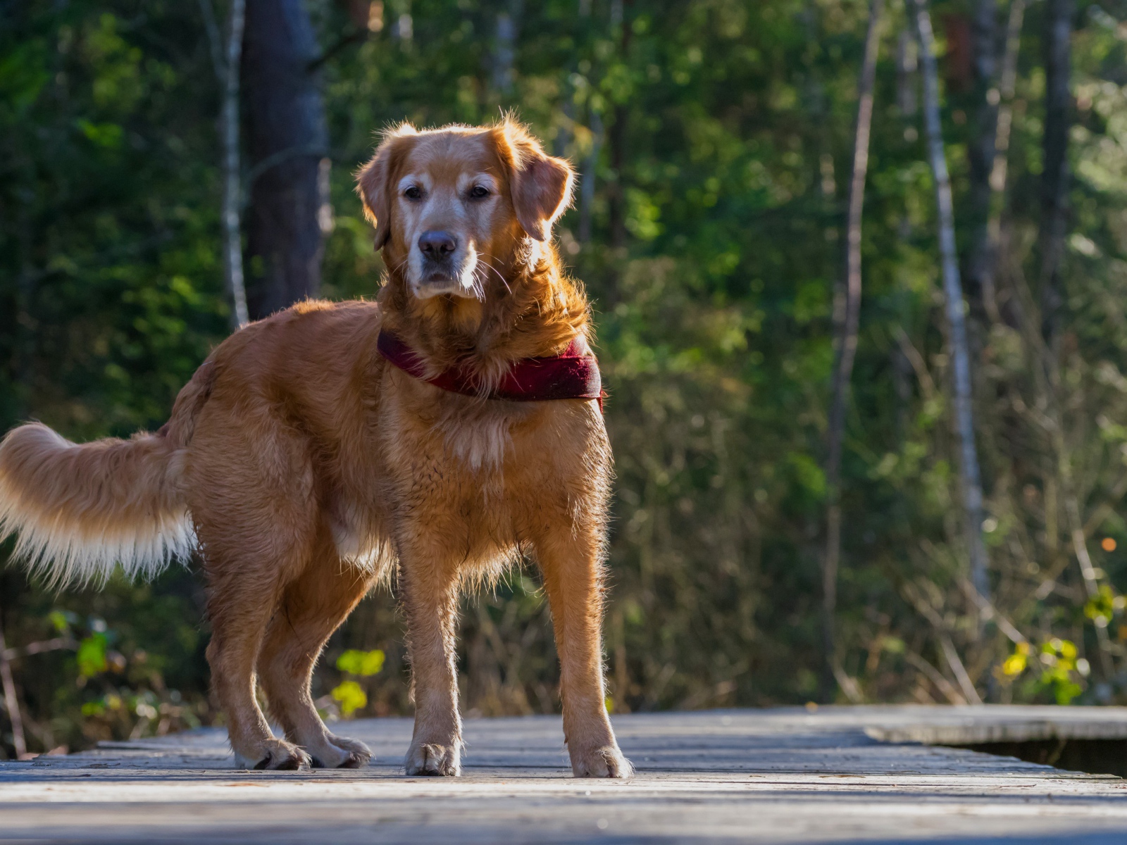 Большой золотистый ретривер стоит на деревянном мосту