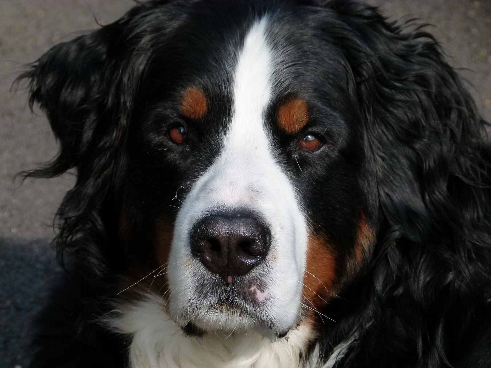 Бернский зенненхунд крупным планом 