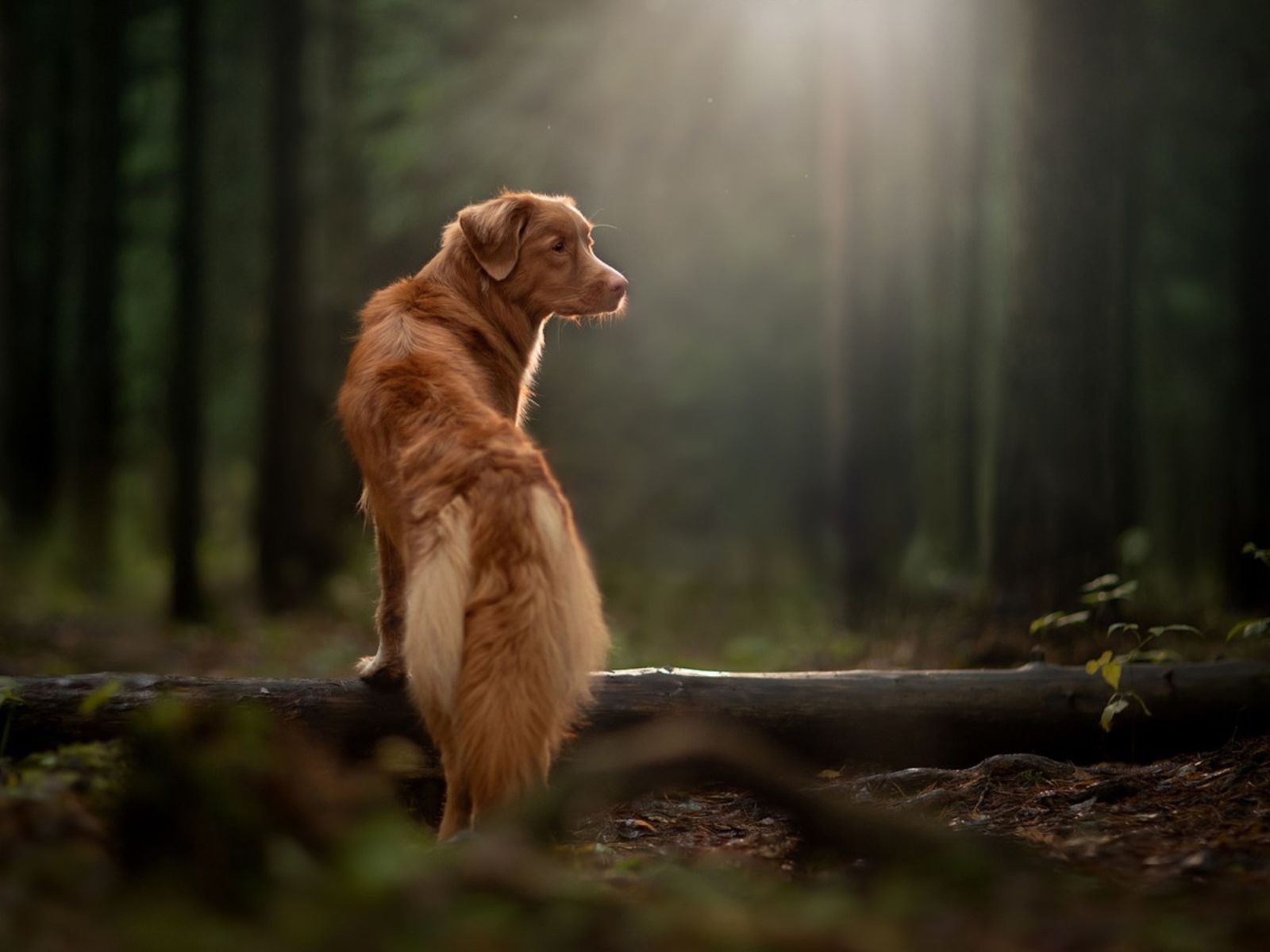 Большой золотистый ретривер гуляет в лесу 