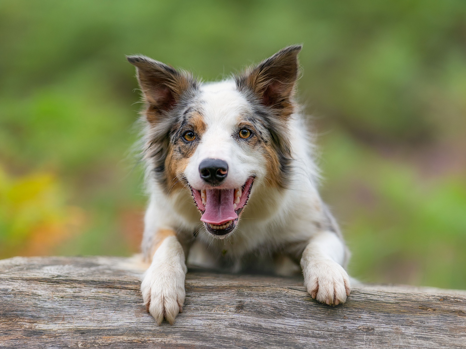 Собака породы бордер колли с открытой пастью