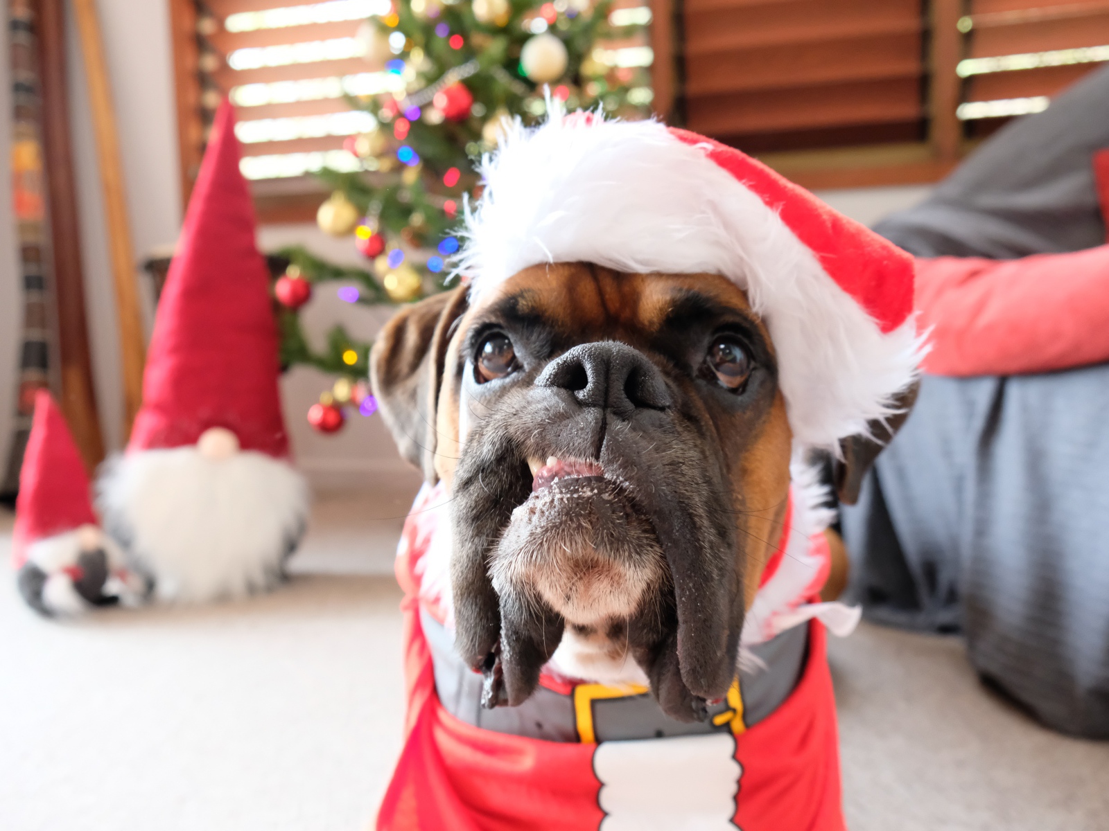 Бульдог в новогоднем костюме в  комнате 