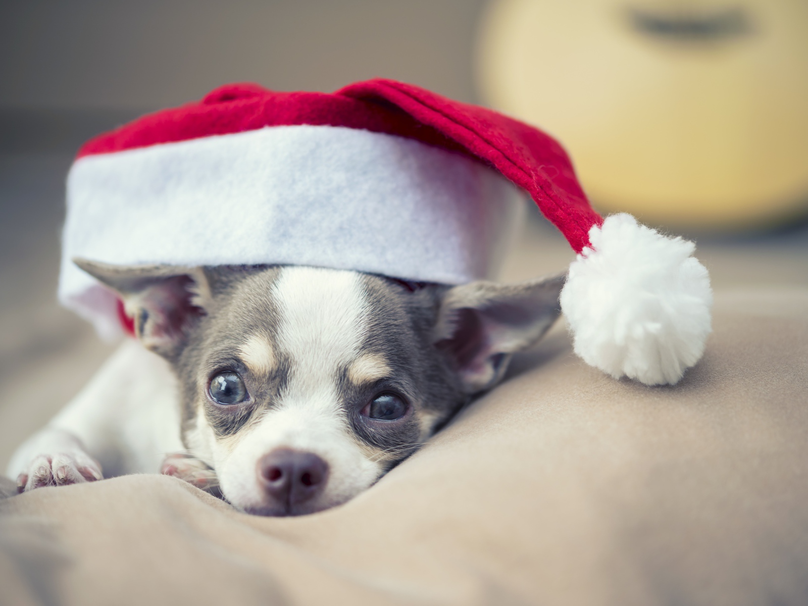 Собака породы чихуахуа лежит на кровати в шапке 