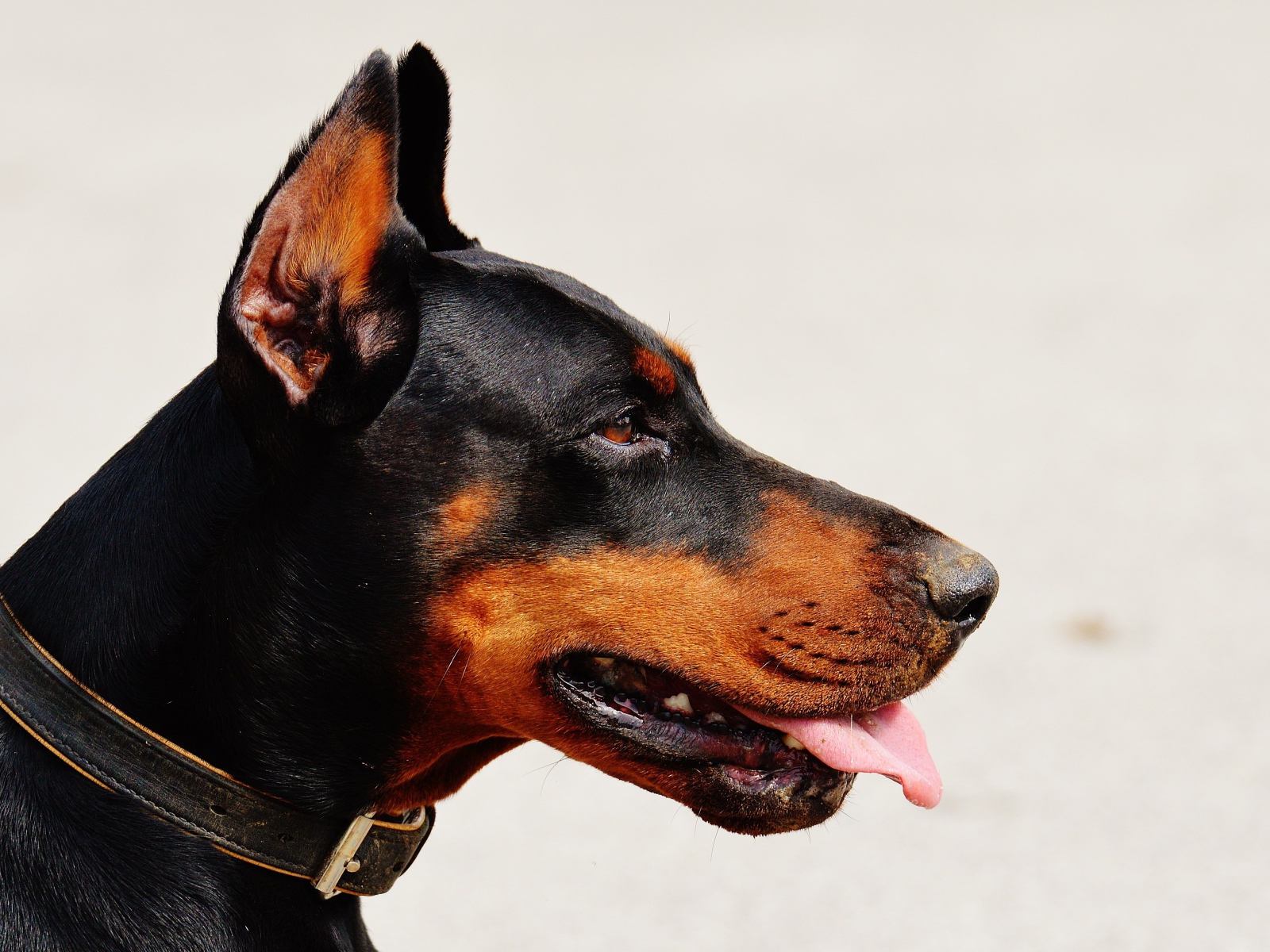 Морда добермана с высунутым языком