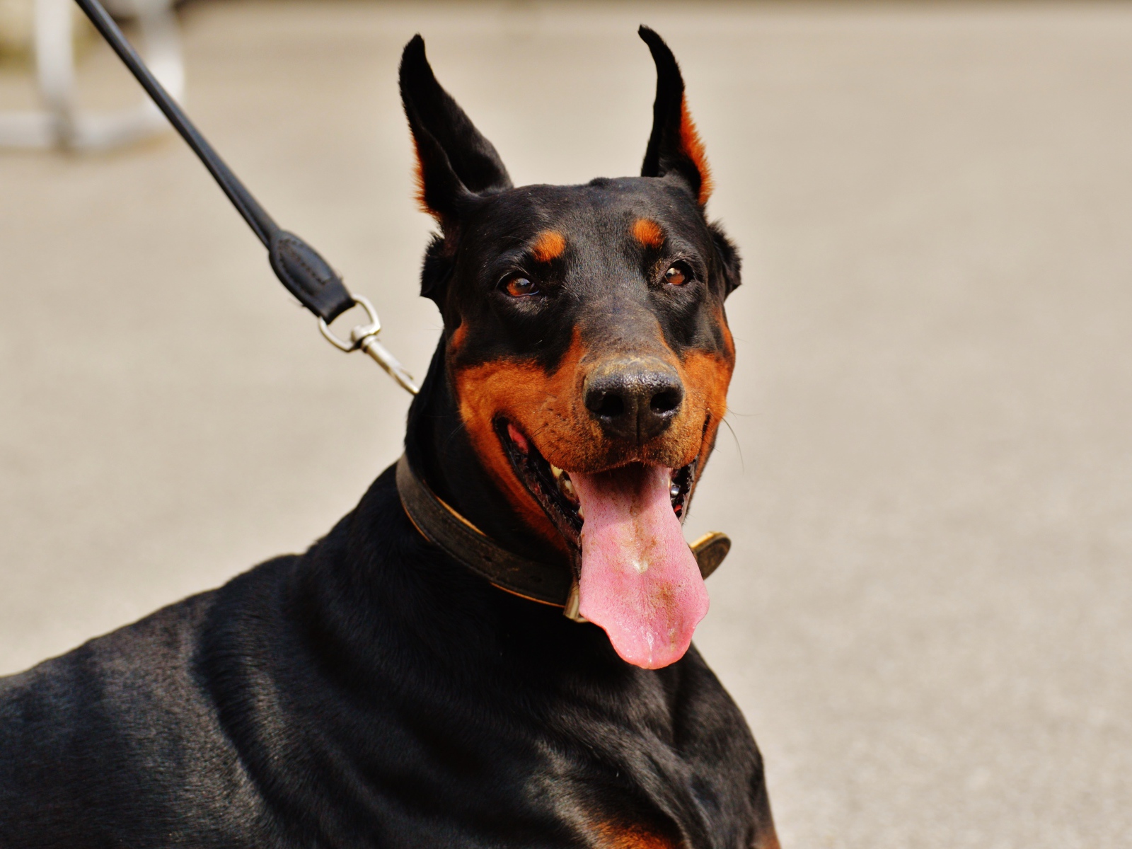Доберман с высунутым языком на поводке 