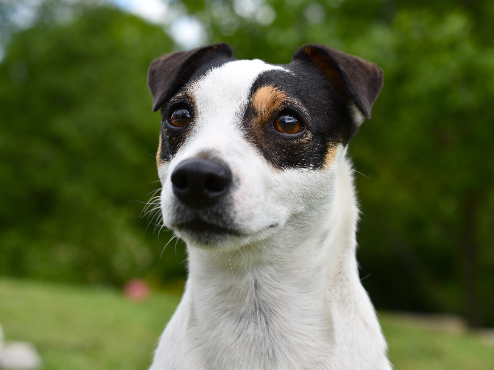 Смешной джек рассел животных терьер