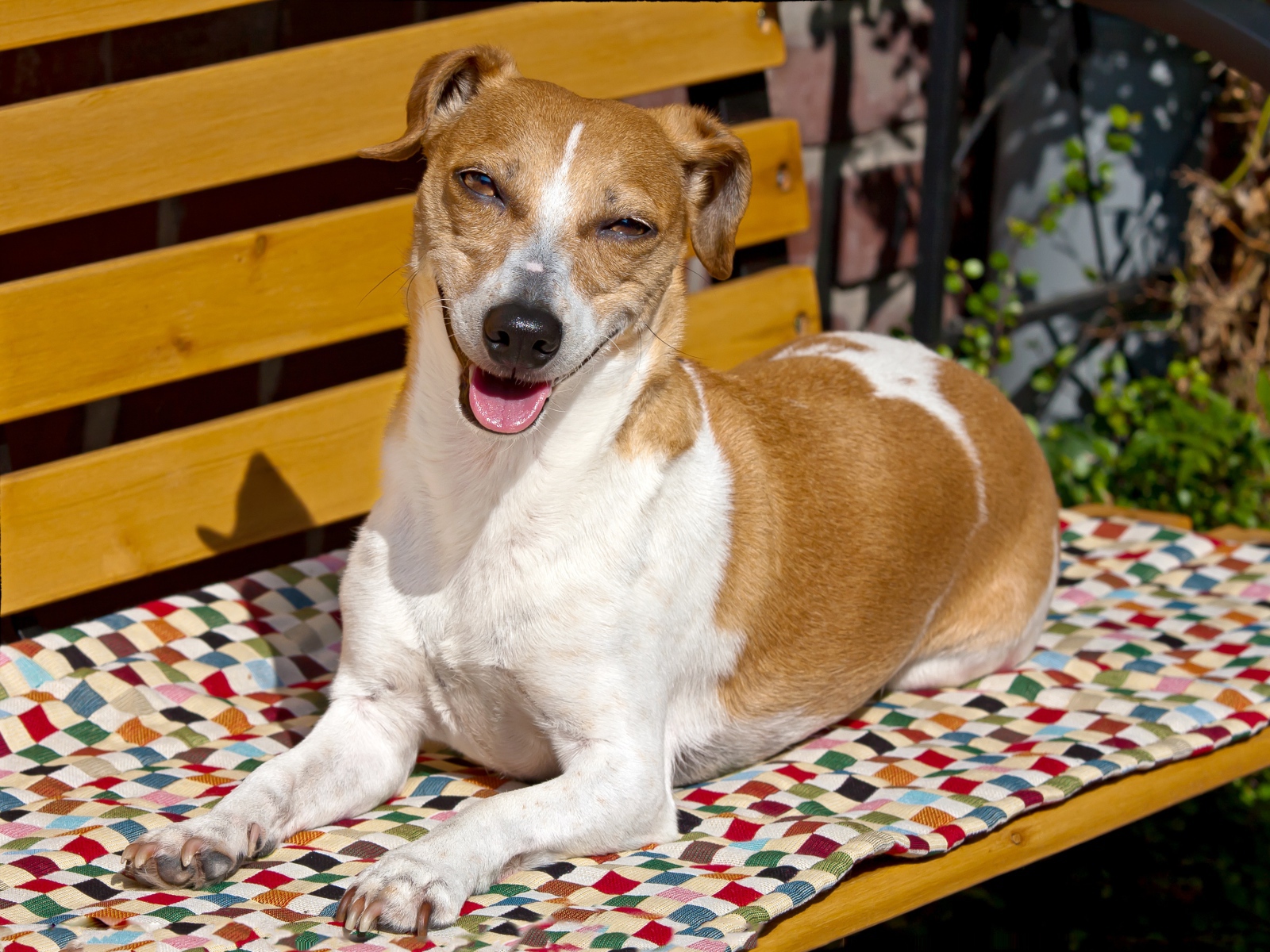 Довольный пес породы Джек рассел терьер на лавке 
