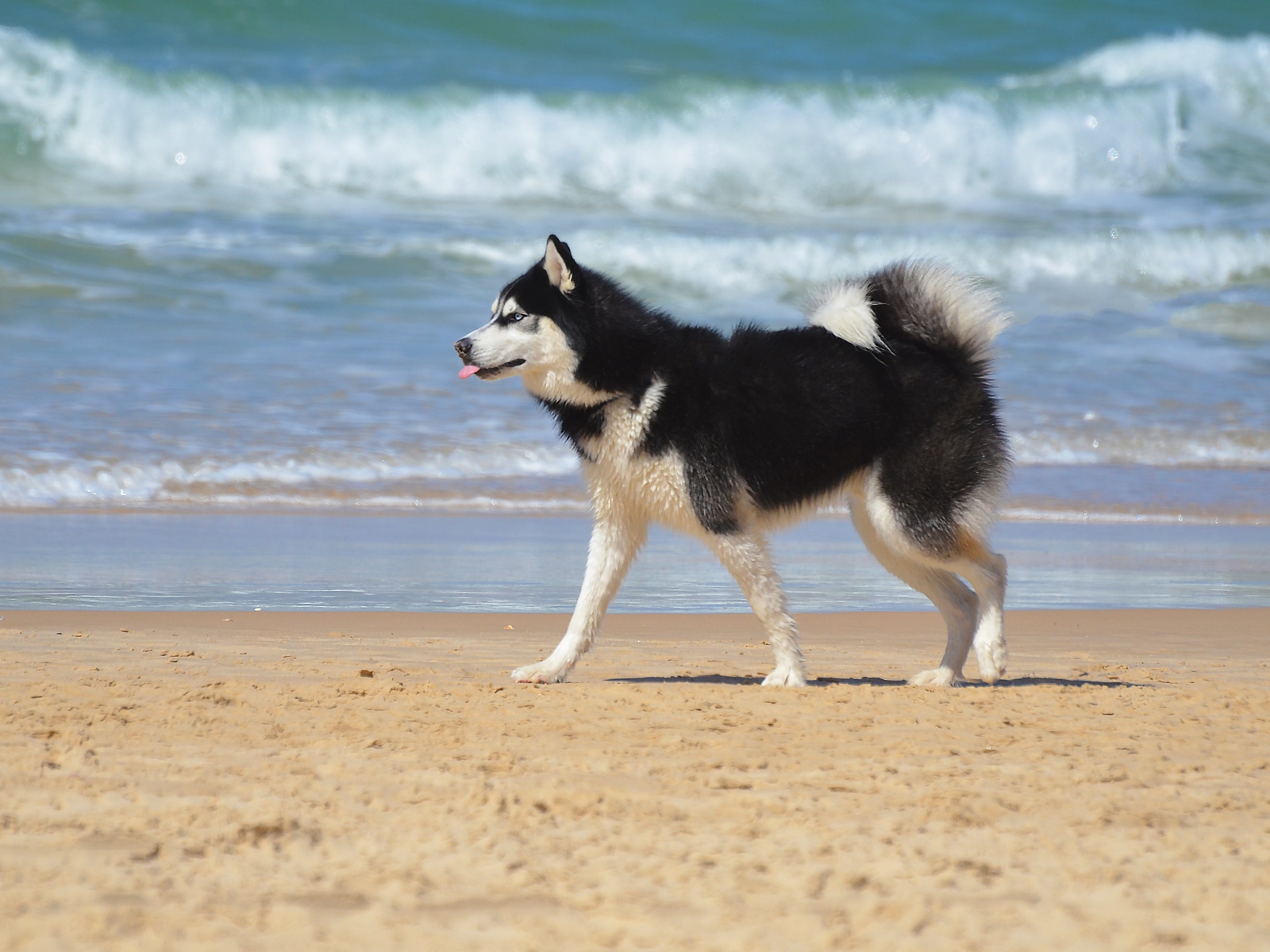 Собака хаски бежит по песку на пляже 