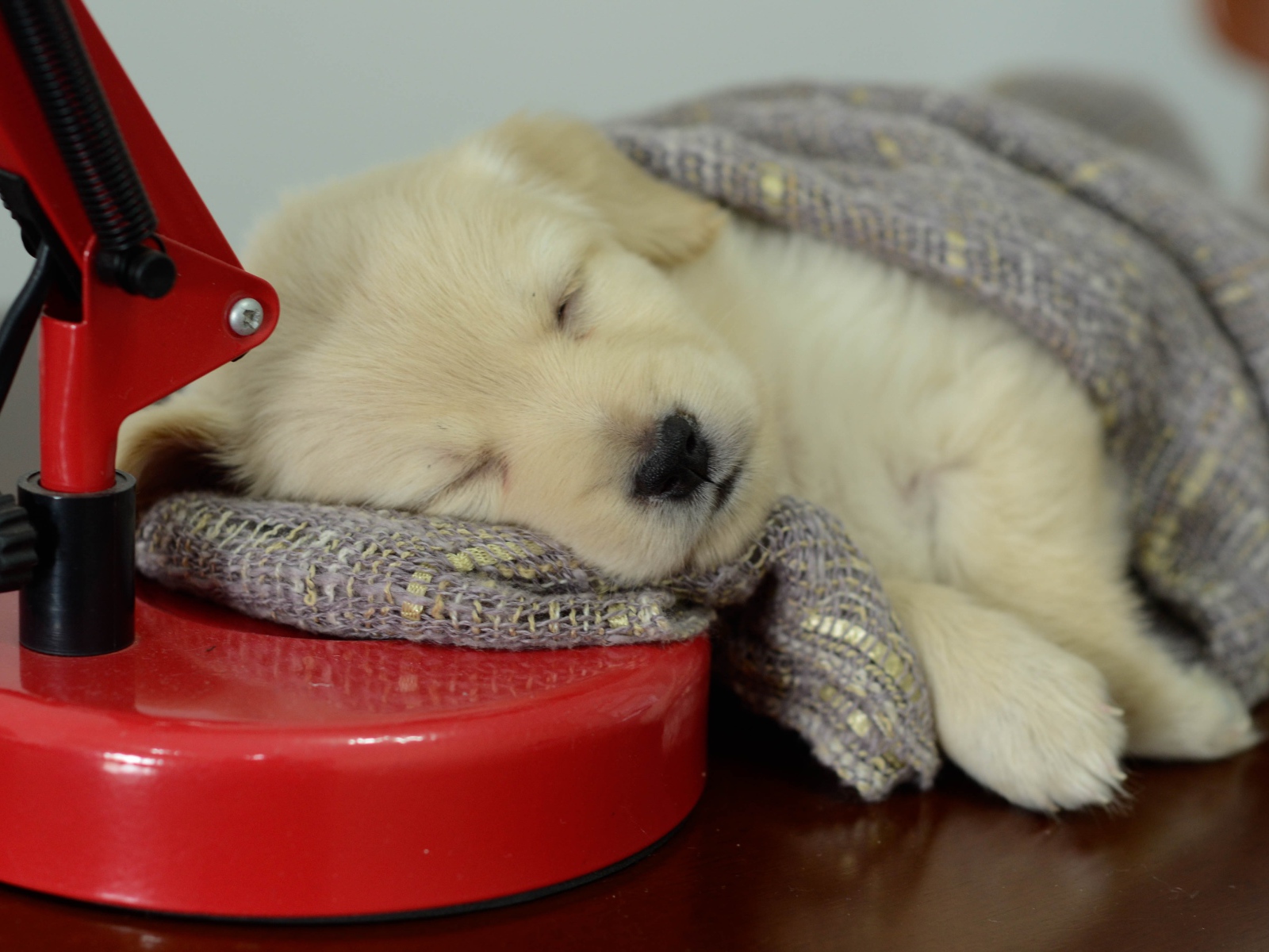 Маленький щенок золотистого ретривера спит на столе с лампой