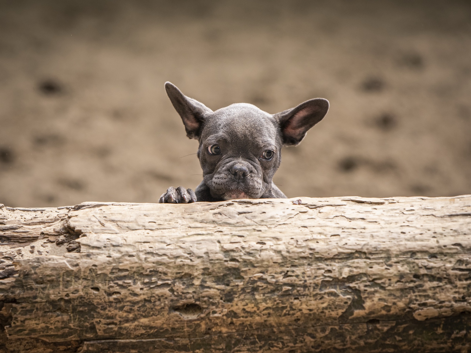 Маленький испуганный щенок французского бульдога