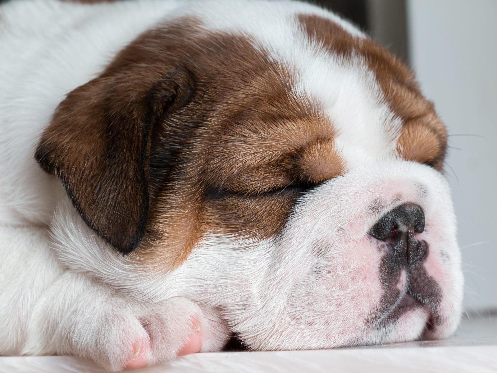 Sleeping english bulldog puppy