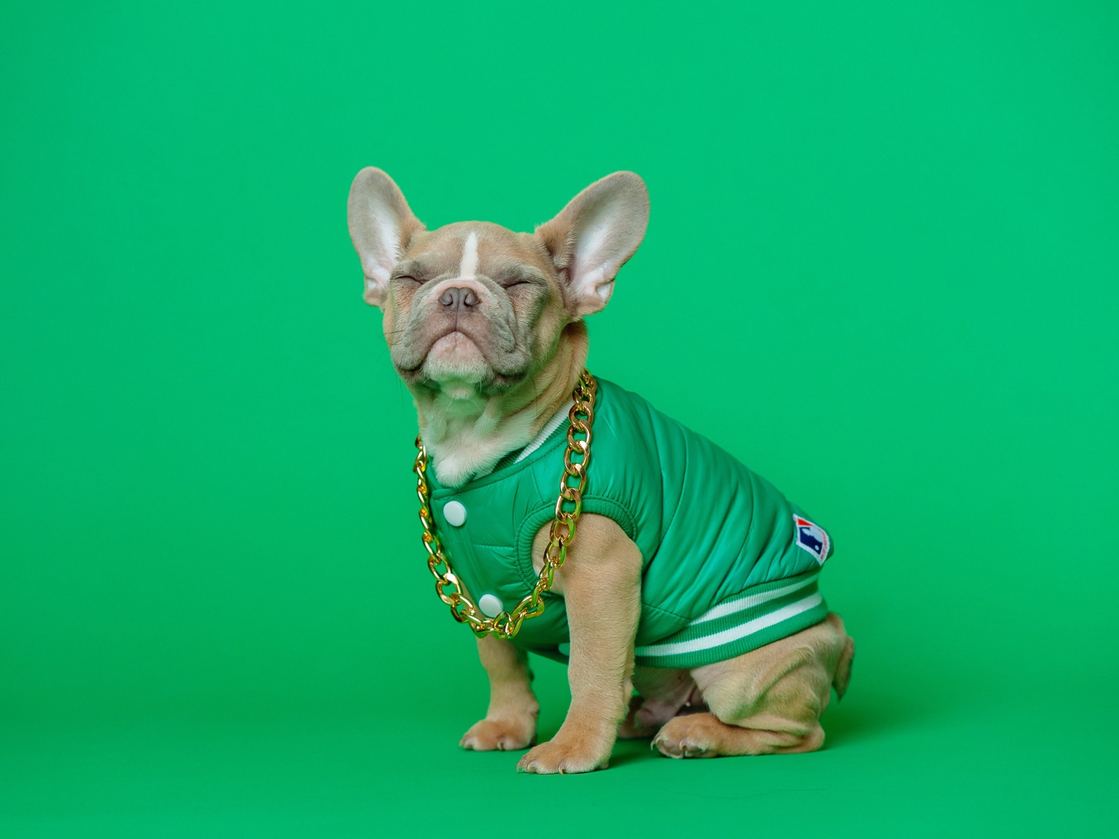 Улыбающийся французский бульдог на зеленом фоне
