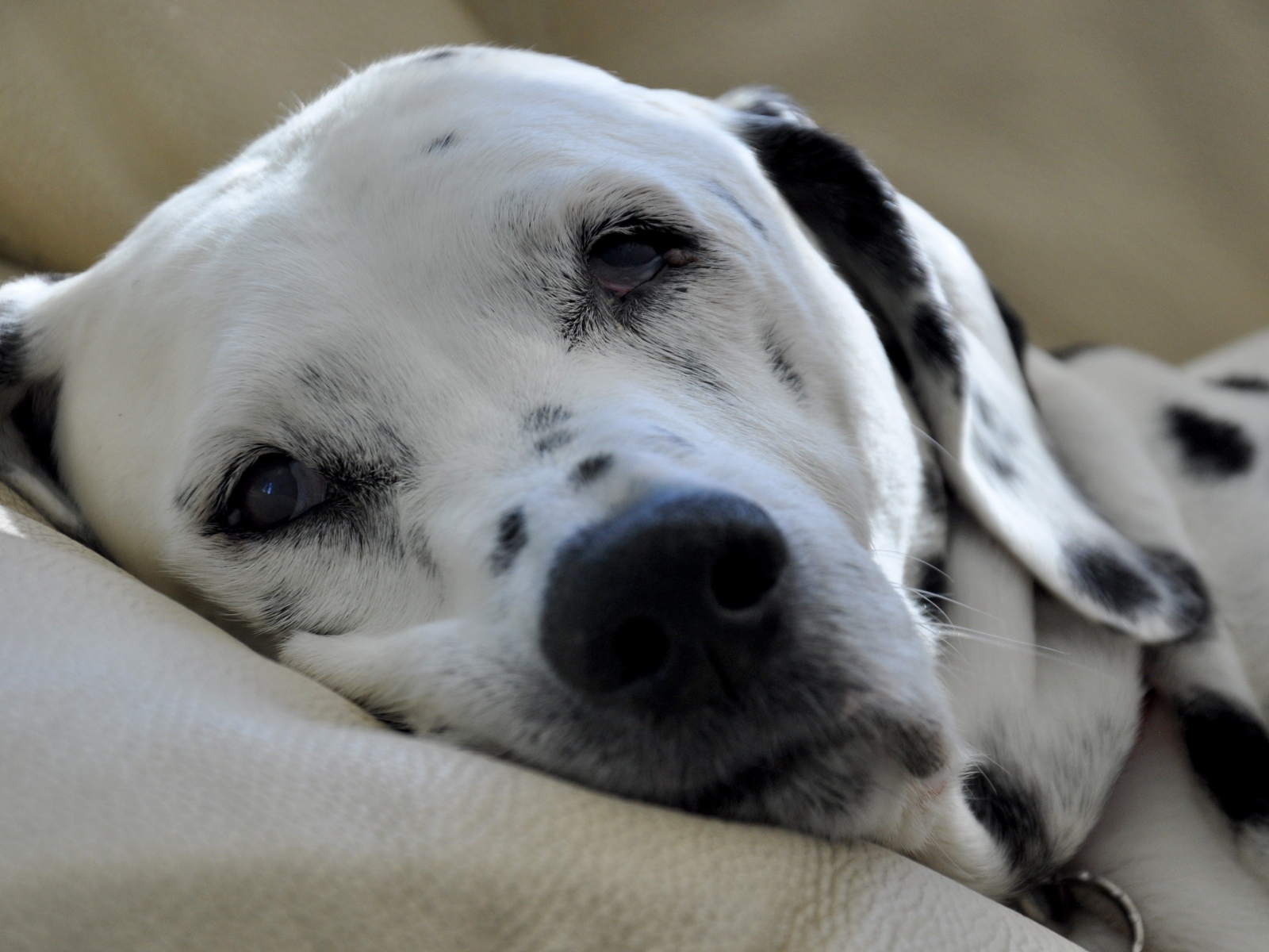 Пятнистый далматин спит на кровати 