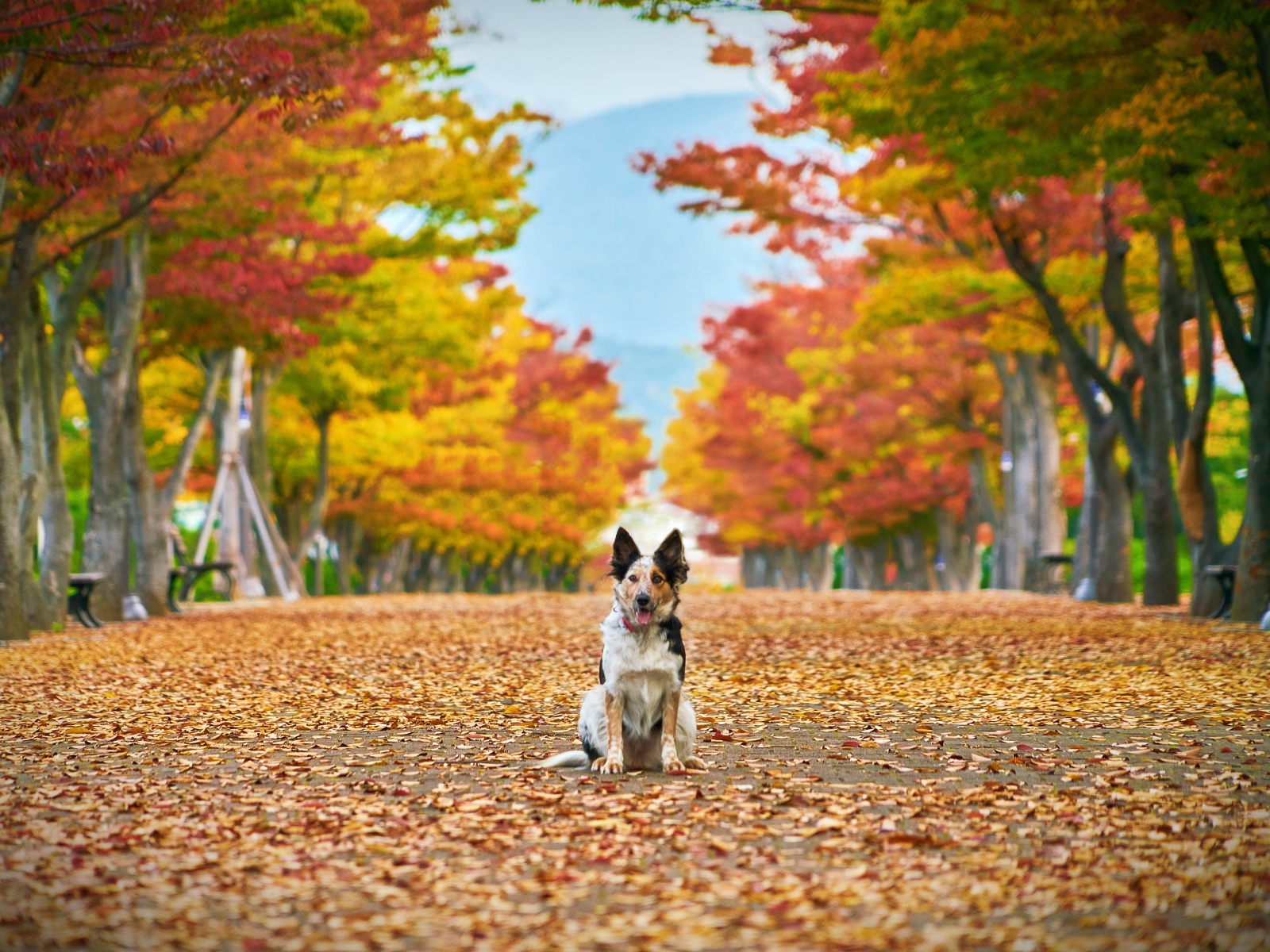 Собака сидит на опавшей листве в парке 