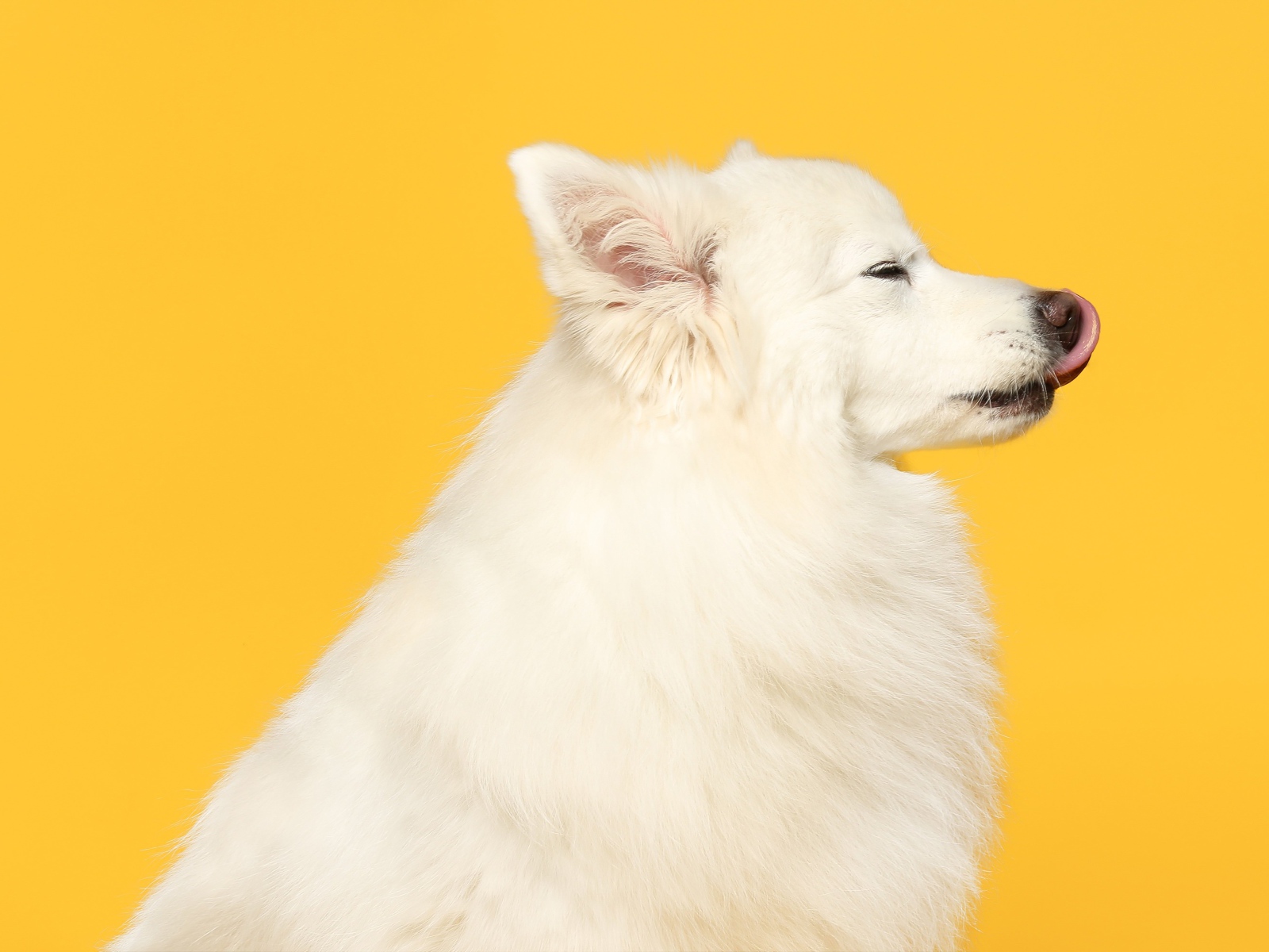 Белый шпиц с высунутым языком на желтом фоне