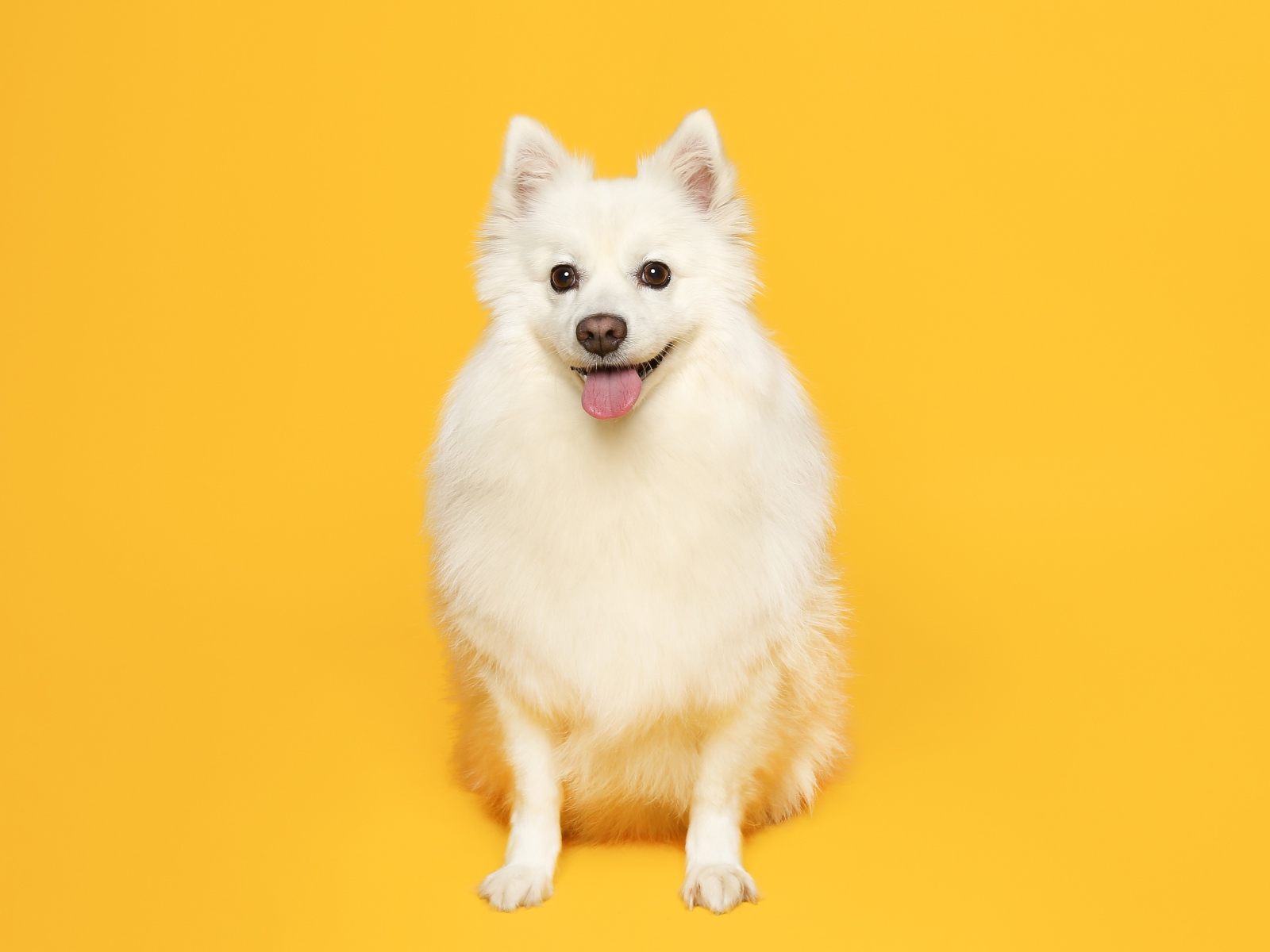 Белый пушистый шпиц на желтом фоне 
