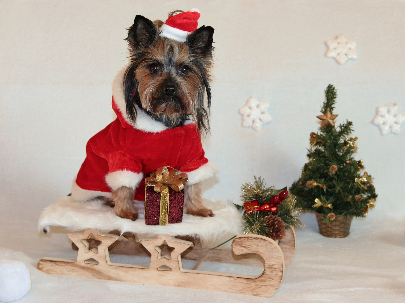 Йоркширский терьер на санках у новогодней елки 