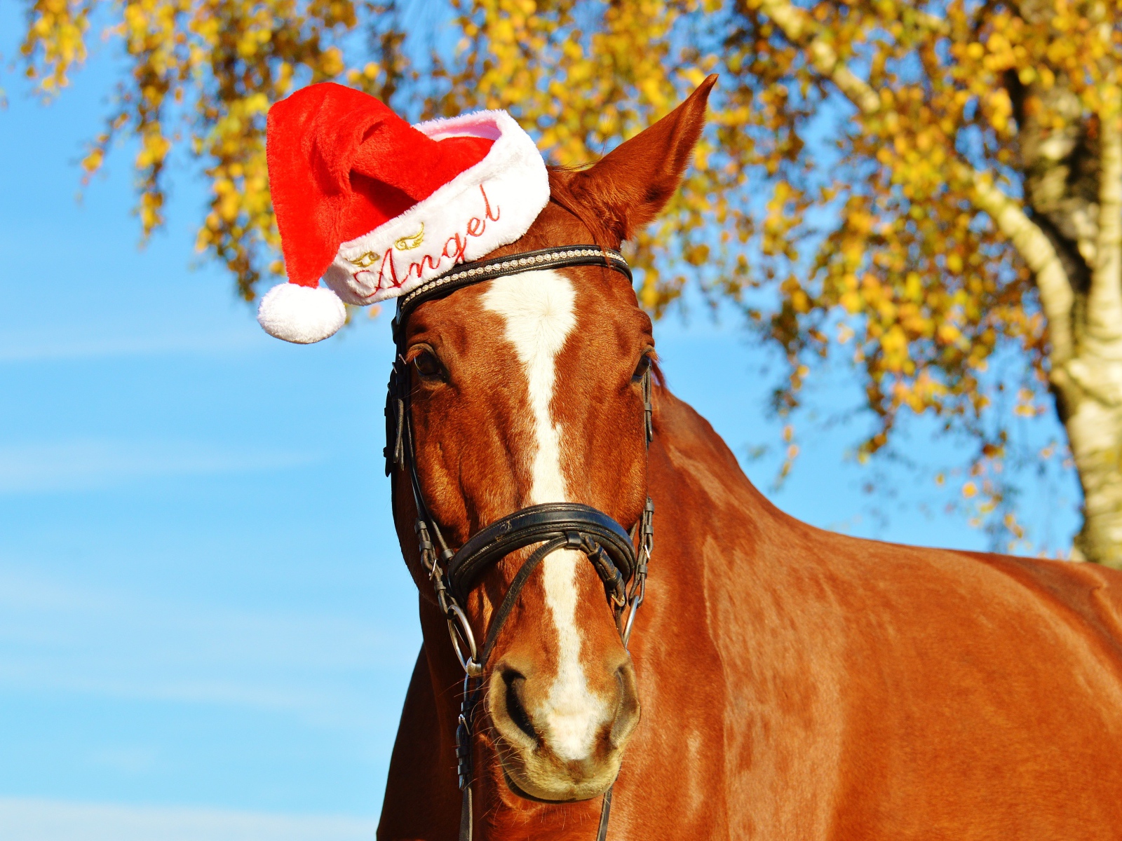 Большой коричневый конь в красной шапке 