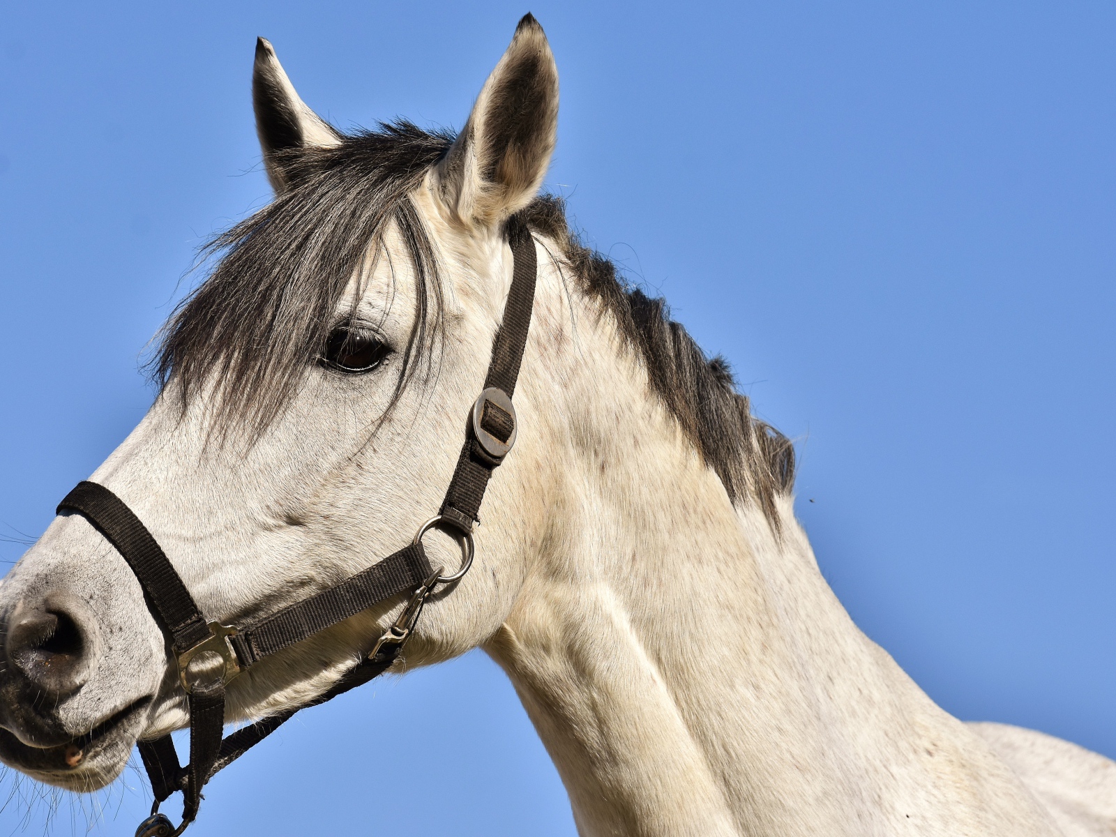 Большой белый конь на фоне голубого неба 