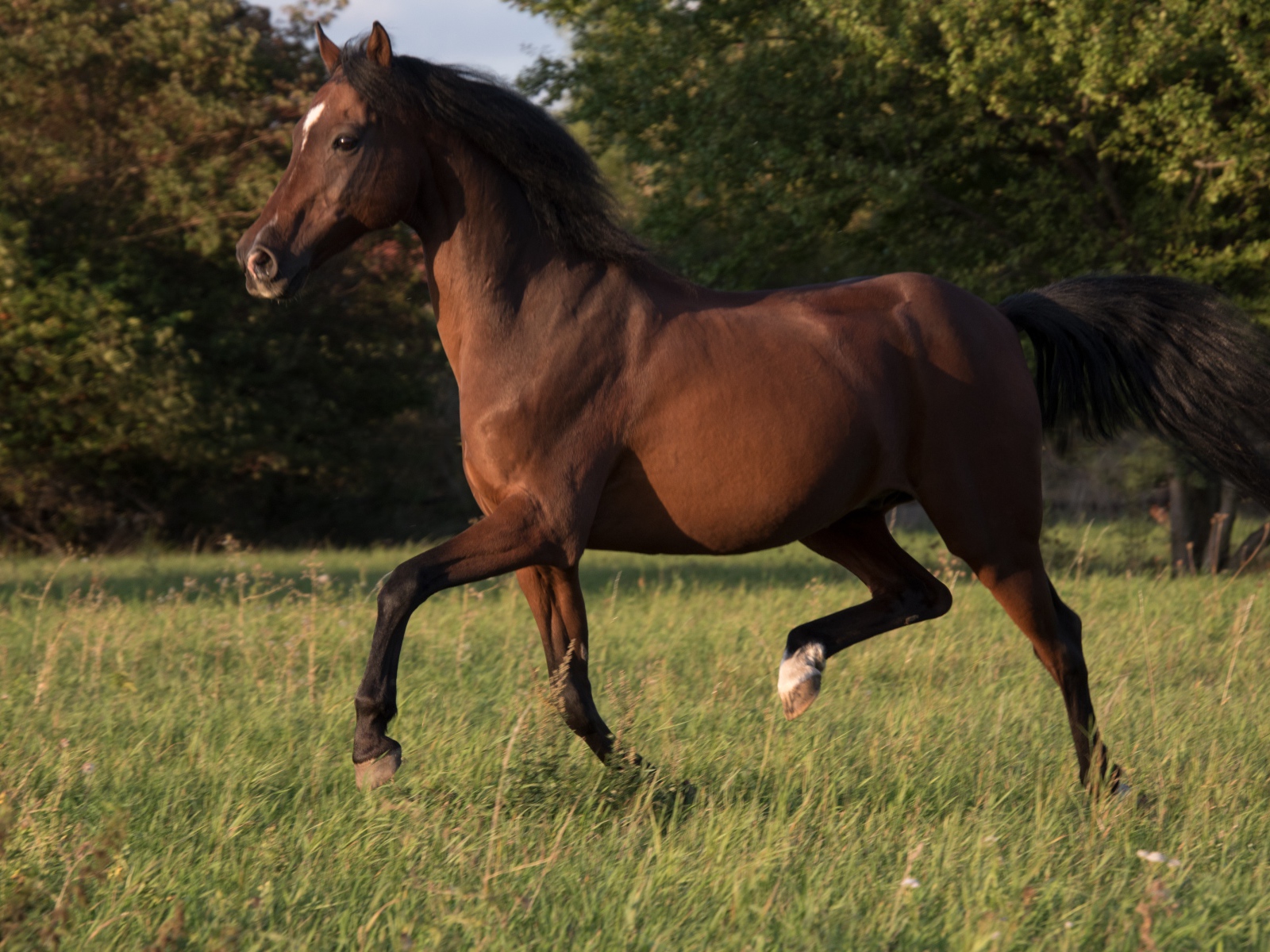 Грациозная коричневая лошадь скачет по траве