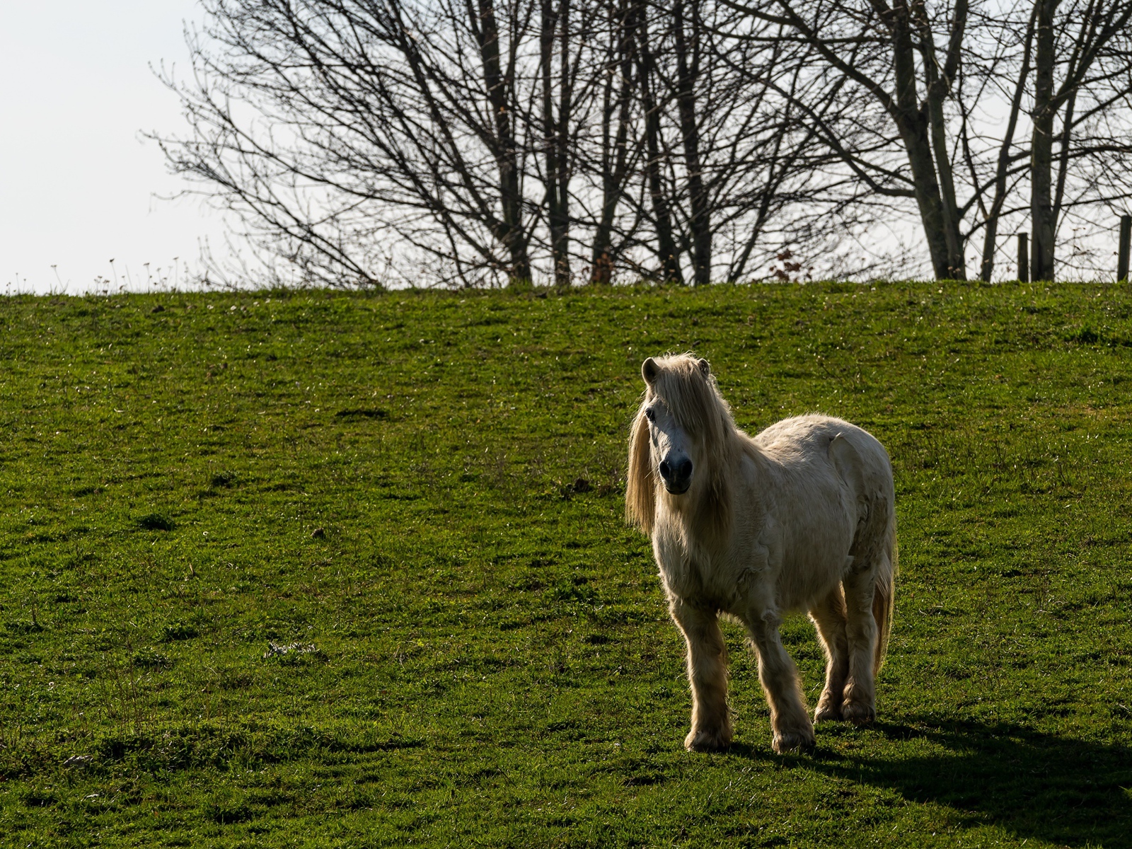 Пони стоит на зеленой траве