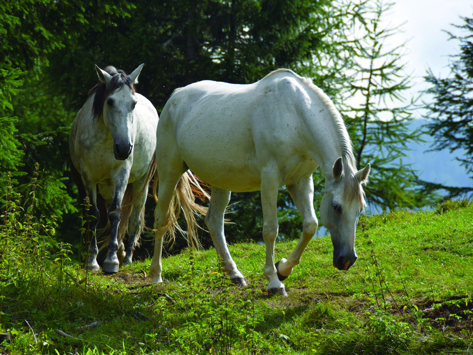 Две белые лошади на зеленой траве