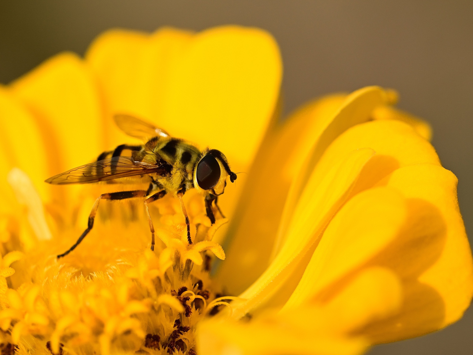 Муха жужжалка сидит на желтом цветке 