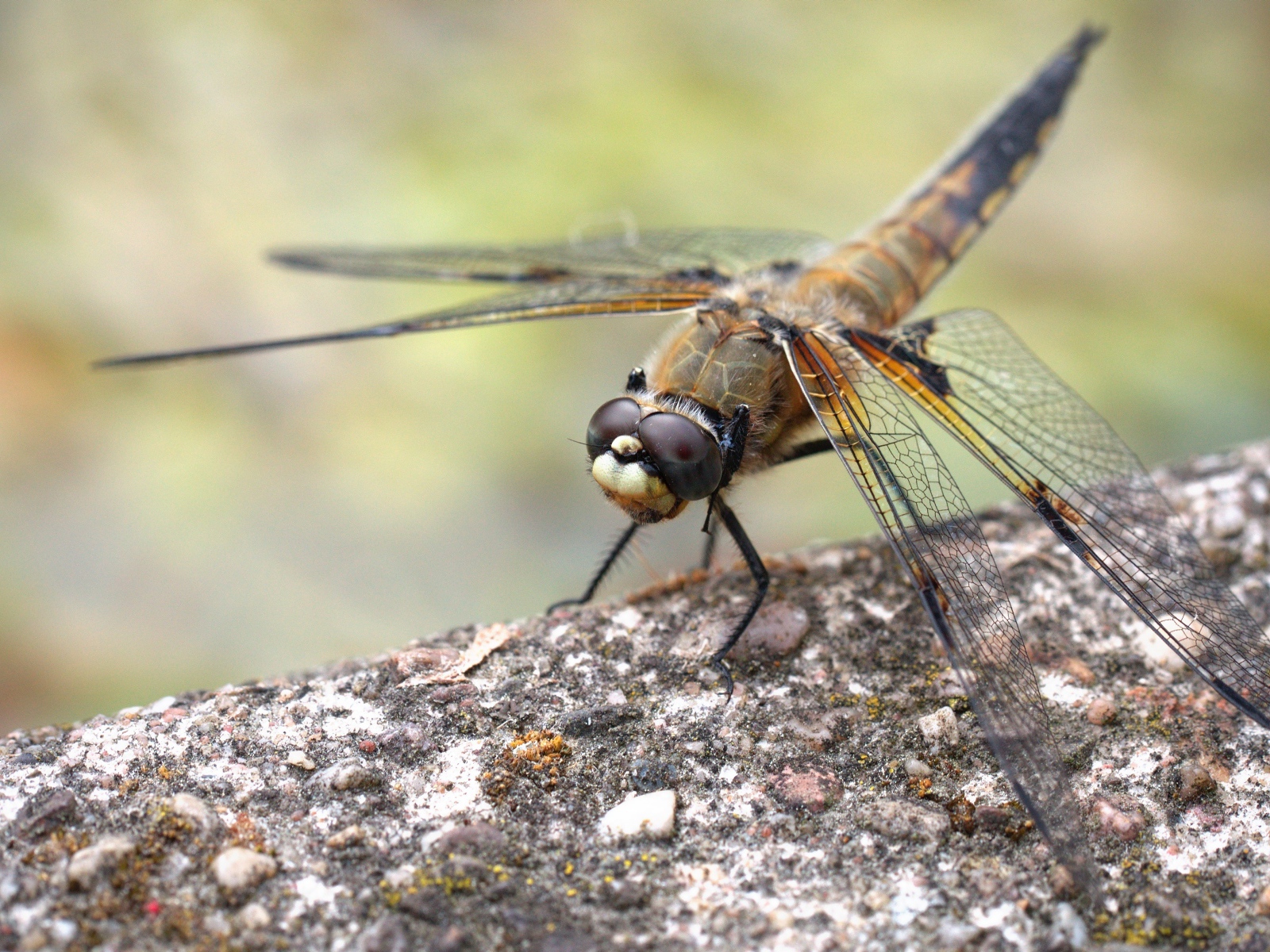 Большая стрекоза сидит на бетонной плите 