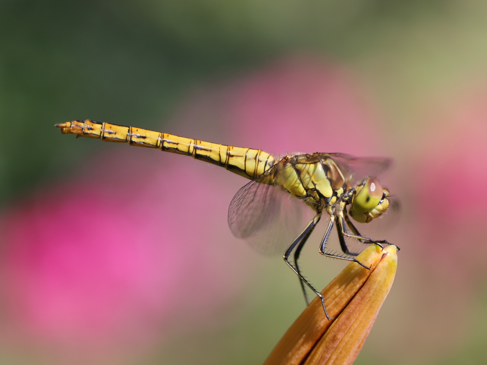 Большая стрекоза сидит на цветке лилии