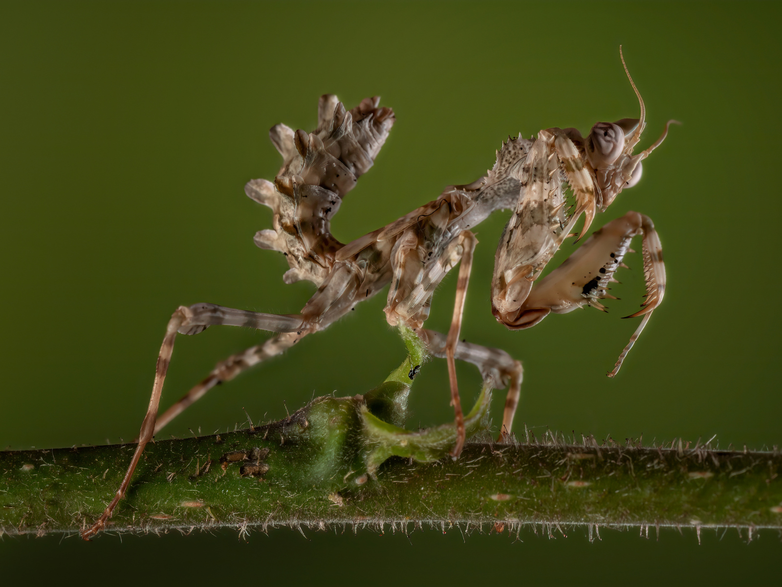 Красивый коричневый богомол на зеленом фоне
