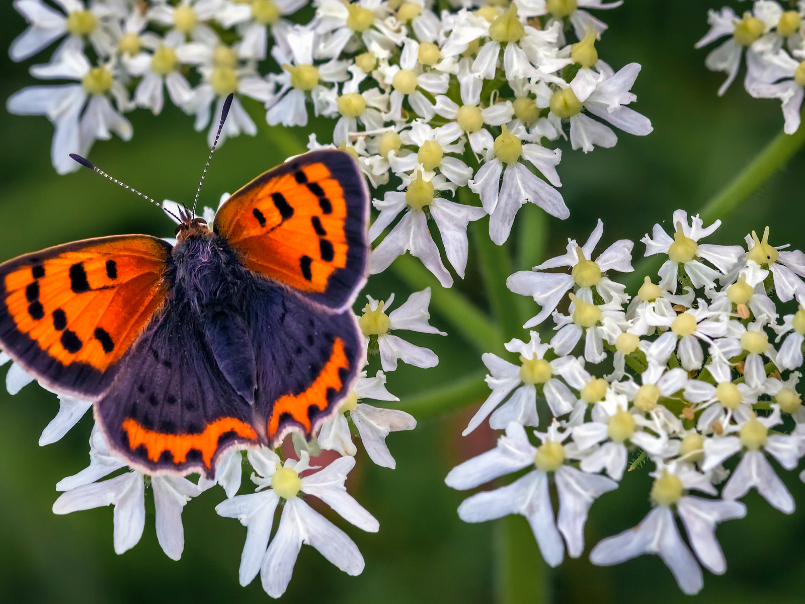 Красивая бабочка с коричневыми крыльями на белом цветке