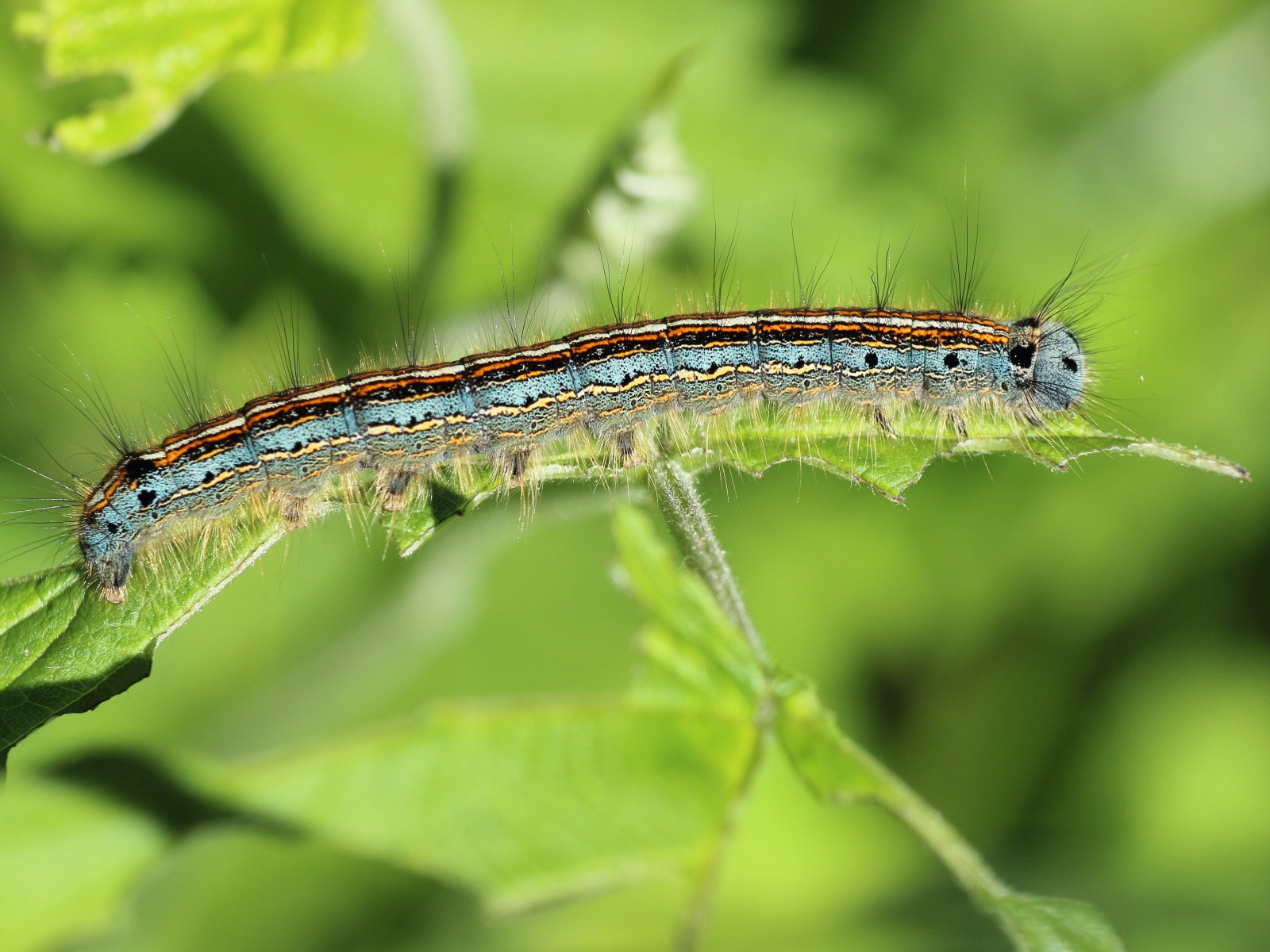 Красивая гусеница на зеленой ветке