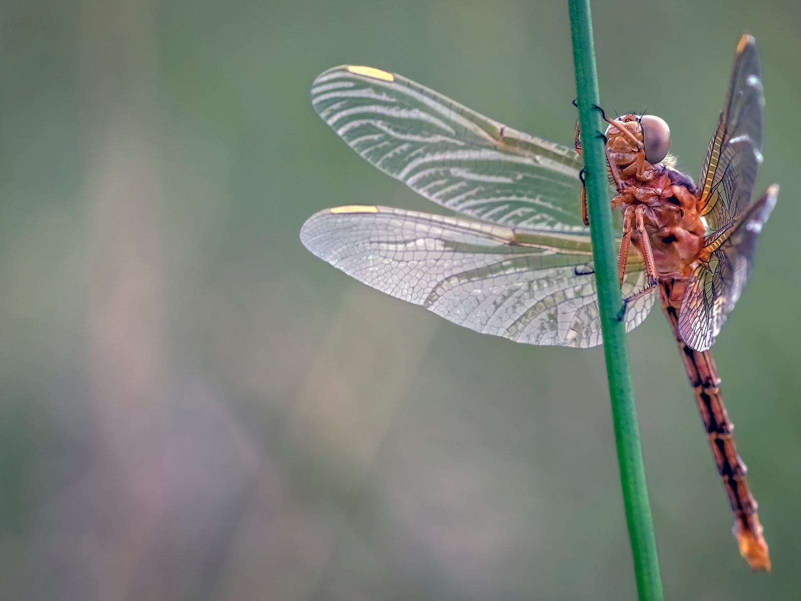 Красивая стрекоза сидит на зеленой траве 