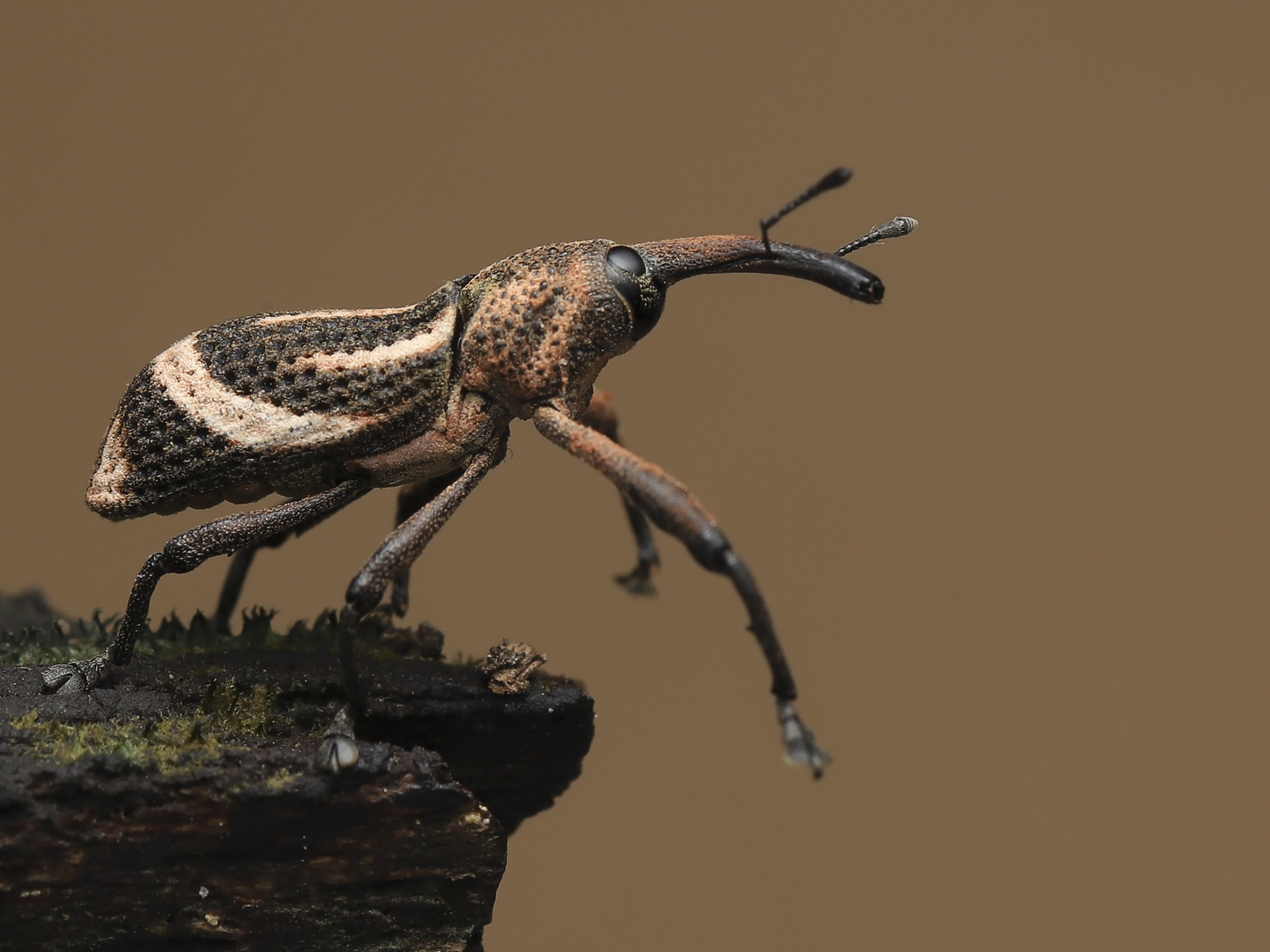 Большой жук долгоносик крупным планом