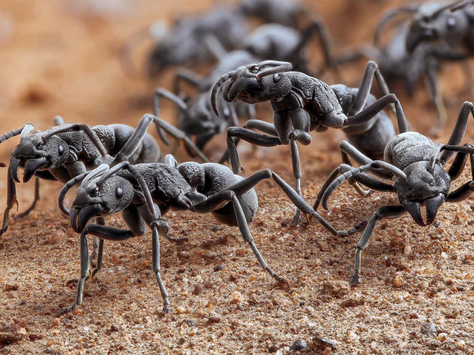 Большие черные муравьи крупным планом
