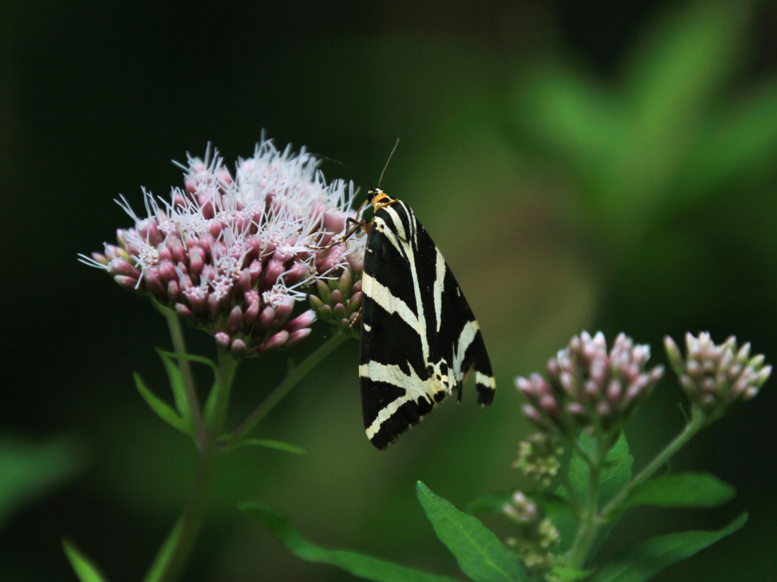 Черно-белая бабочка сидит на розовом цветке 