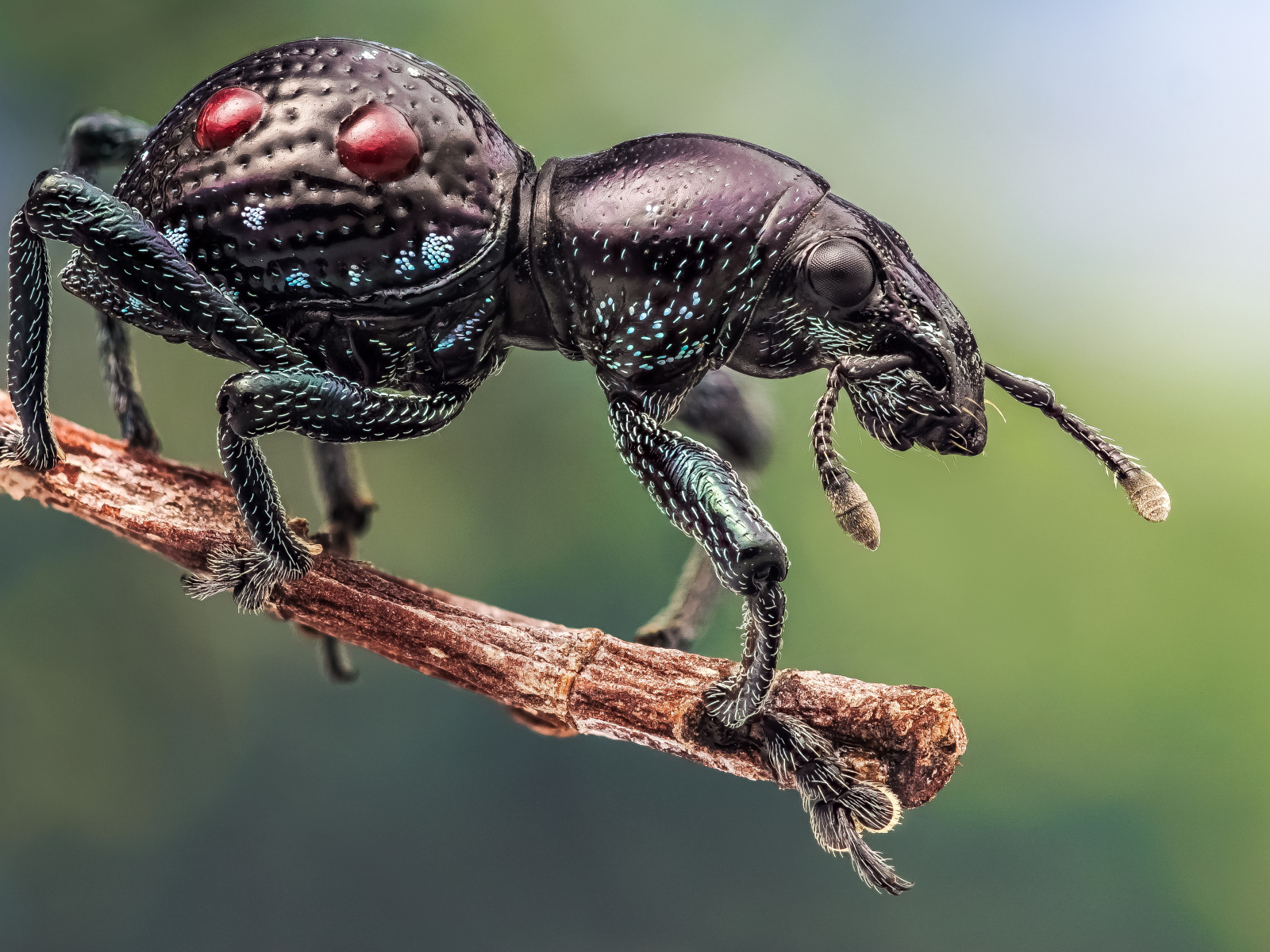 Черный жук долгоносик сидит на ветке дерева